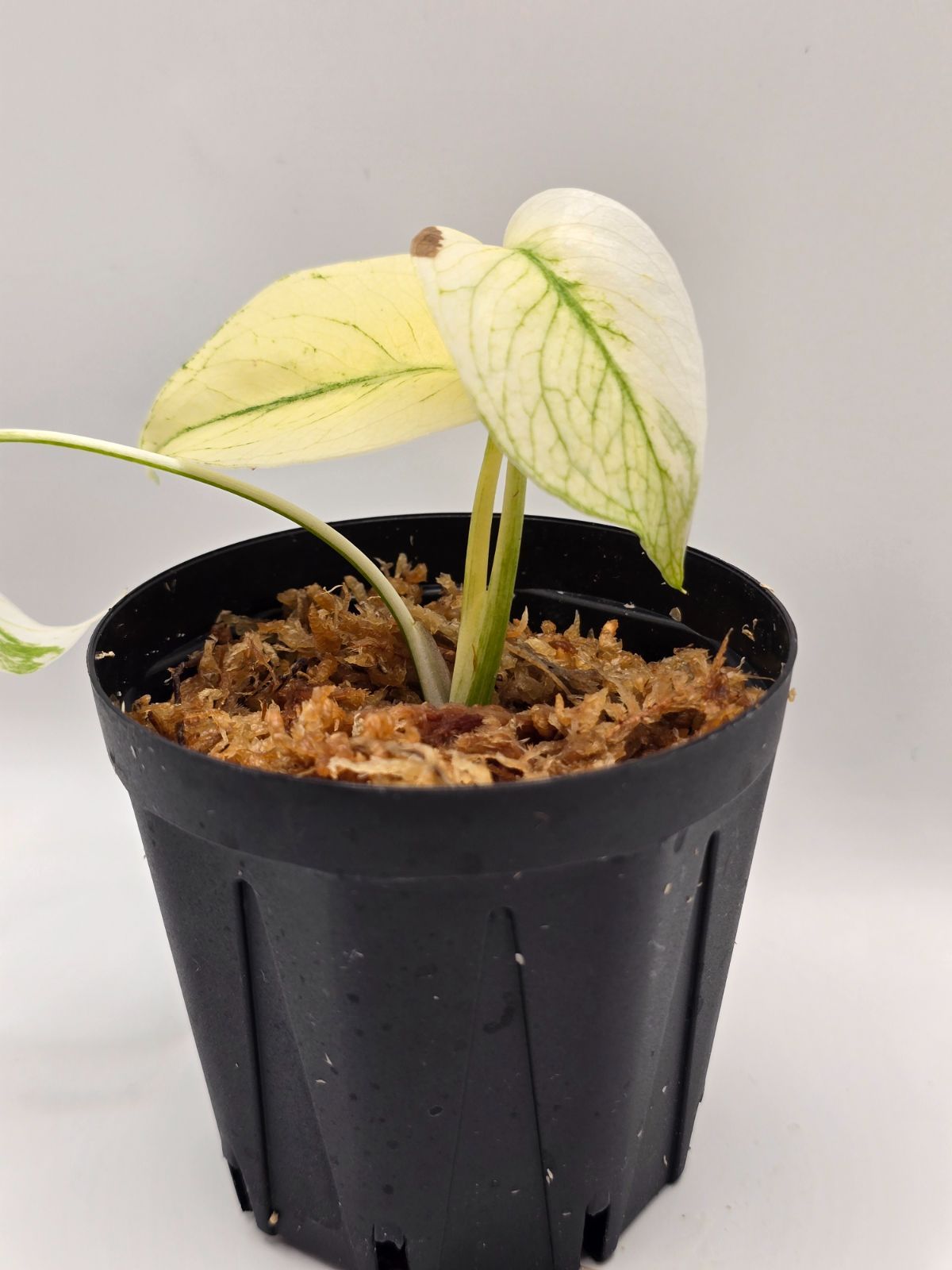 モンステラ ホワイトモンスター ミント（Mint Variegata） Monstera