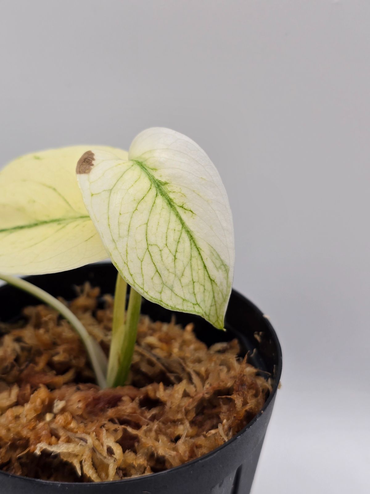 モンステラ ホワイトモンスター ミント（Mint Variegata） Monstera