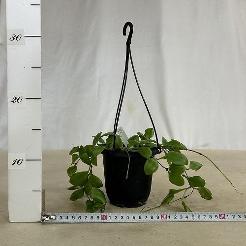 観葉植物 ホヤ sp. D 4号吊り鉢(現品) インテリアグリーン 室内園芸