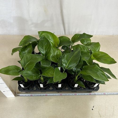 観葉植物 ストレリチア ニコライ(オーガスタ) 3号硬質ロング(個体