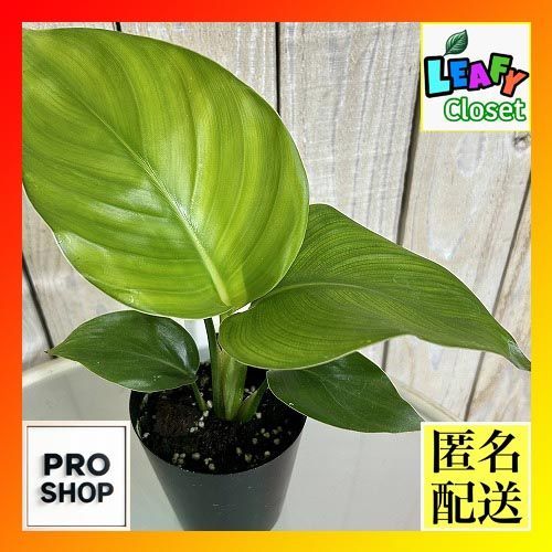 観葉植物 ストレリチア ニコライ(オーガスタ) 3号硬質ロング(個体