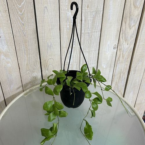 観葉植物 ホヤ sp. D 4号吊り鉢(現品) インテリアグリーン 室内園芸
