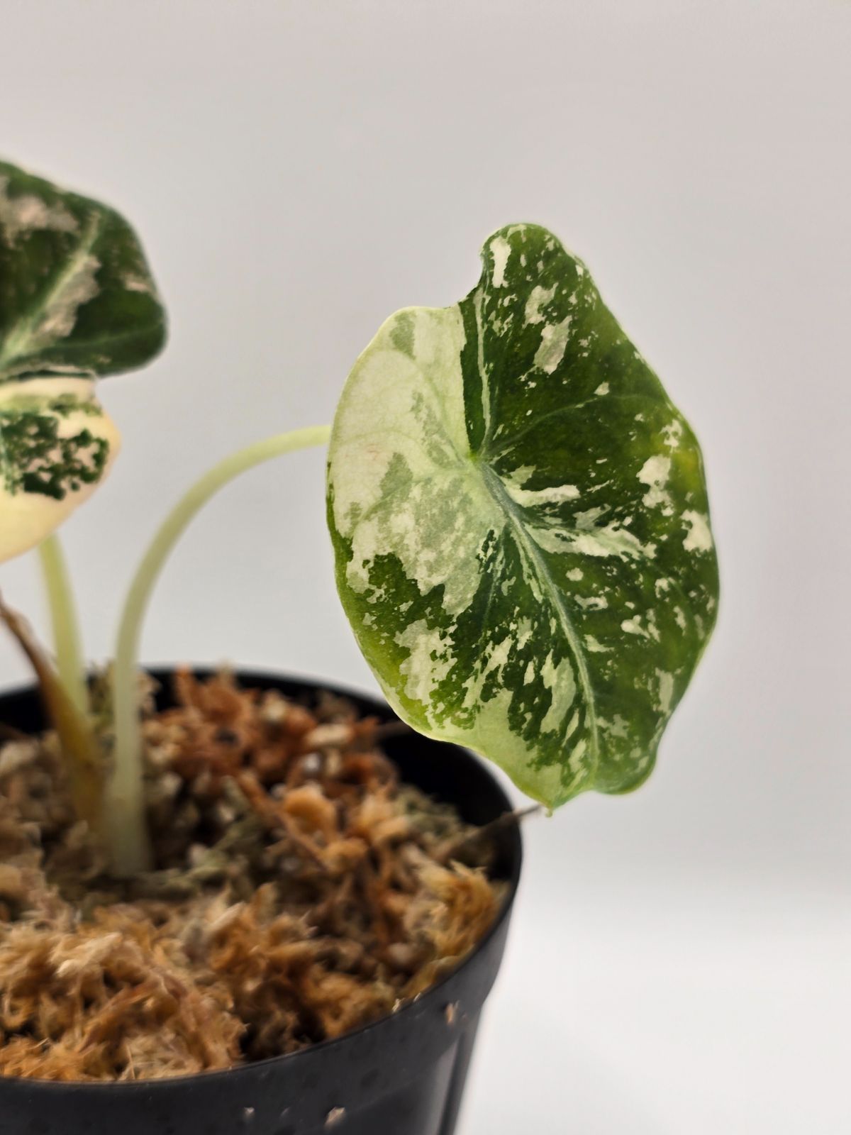 希少 アロカシア De beer blue albo アロカシア ブラックベルベット Albo / Pink （Alocasia 'Black Velvet