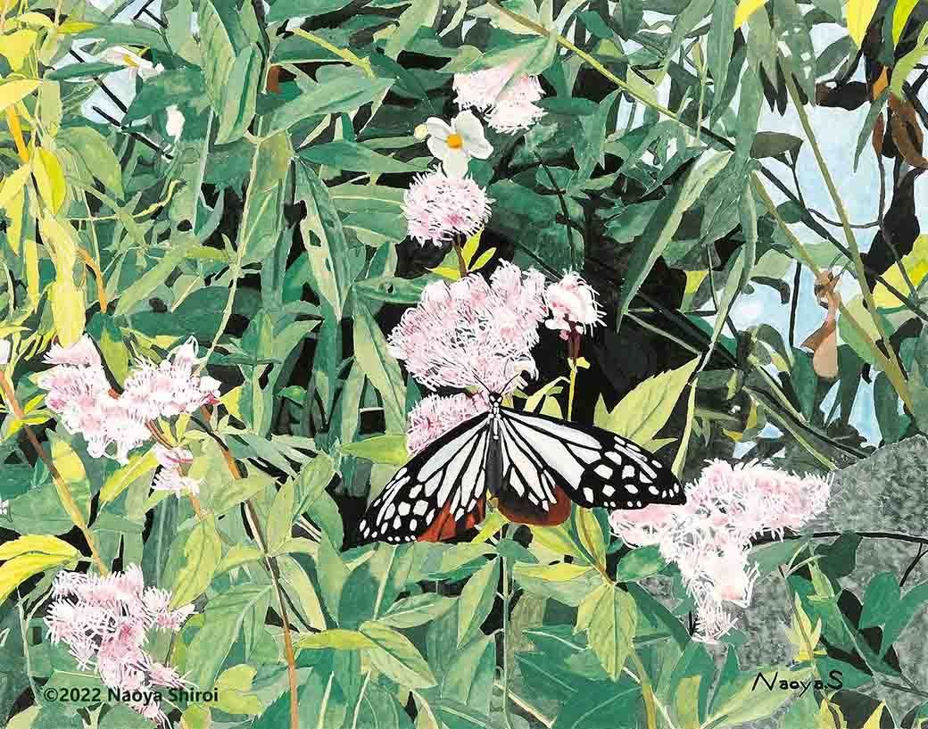 水彩画 ジクレー版画「アサギマダラと藤袴」 - メルカリ