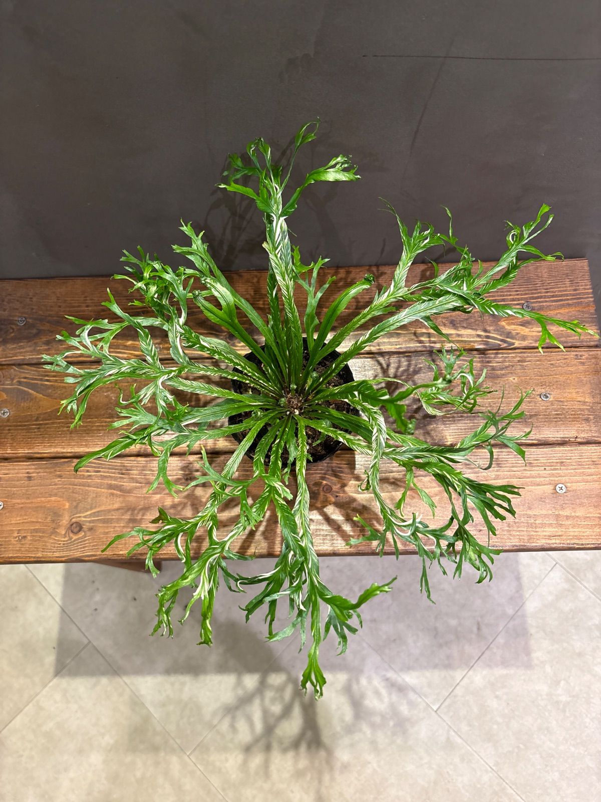 アスプレニウム ニダスバリエガータ3号 - メルカリ