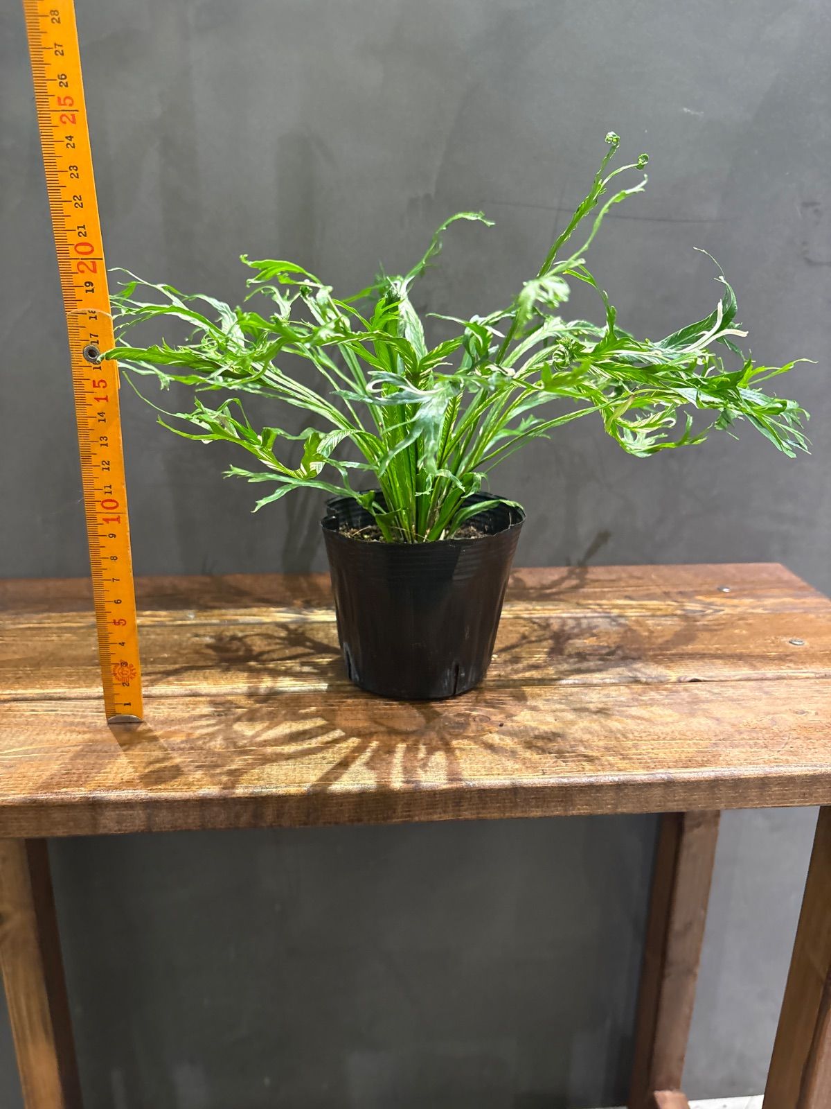 アズイリス１００ｇ　メルカリ市価格 アズイリス100g 土日出品メルカリ市価格 アズイリス100g 土日出品