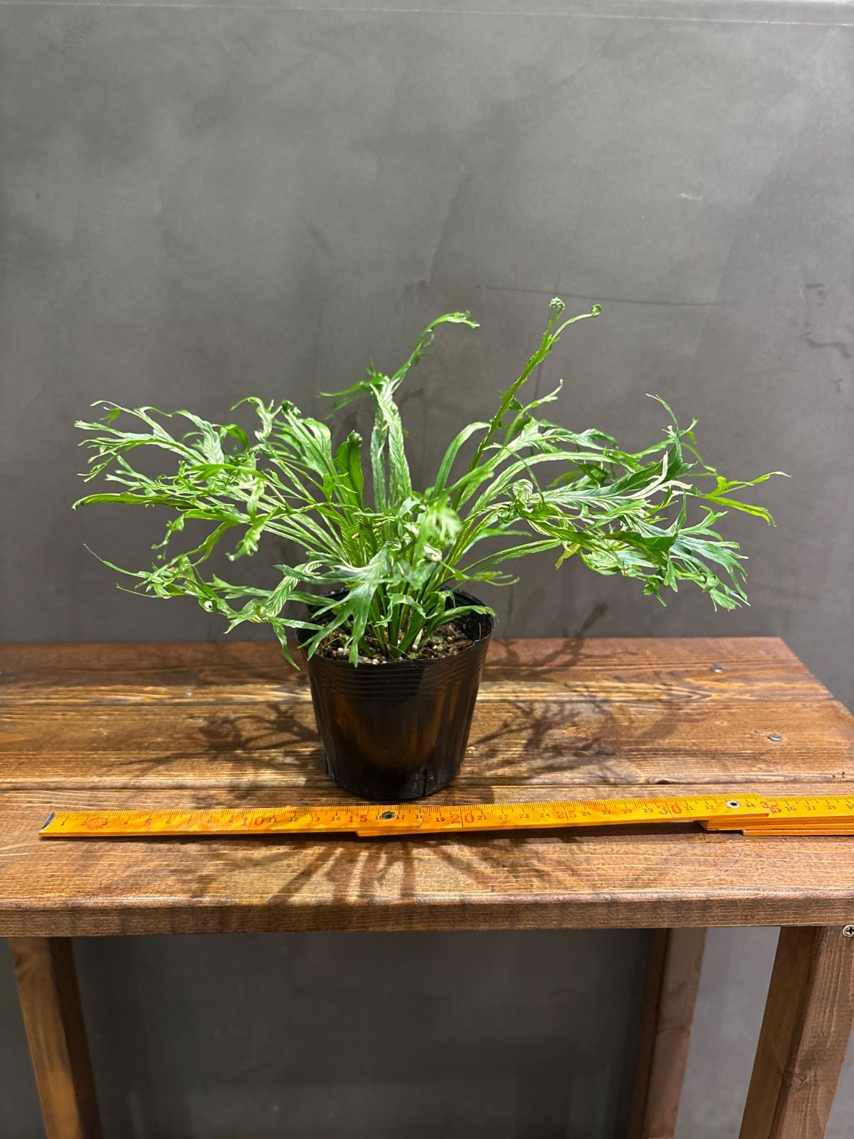 アズイリス１００ｇ　メルカリ市価格② 2026年最新】アズイリスの人気アイテム - メルカリ