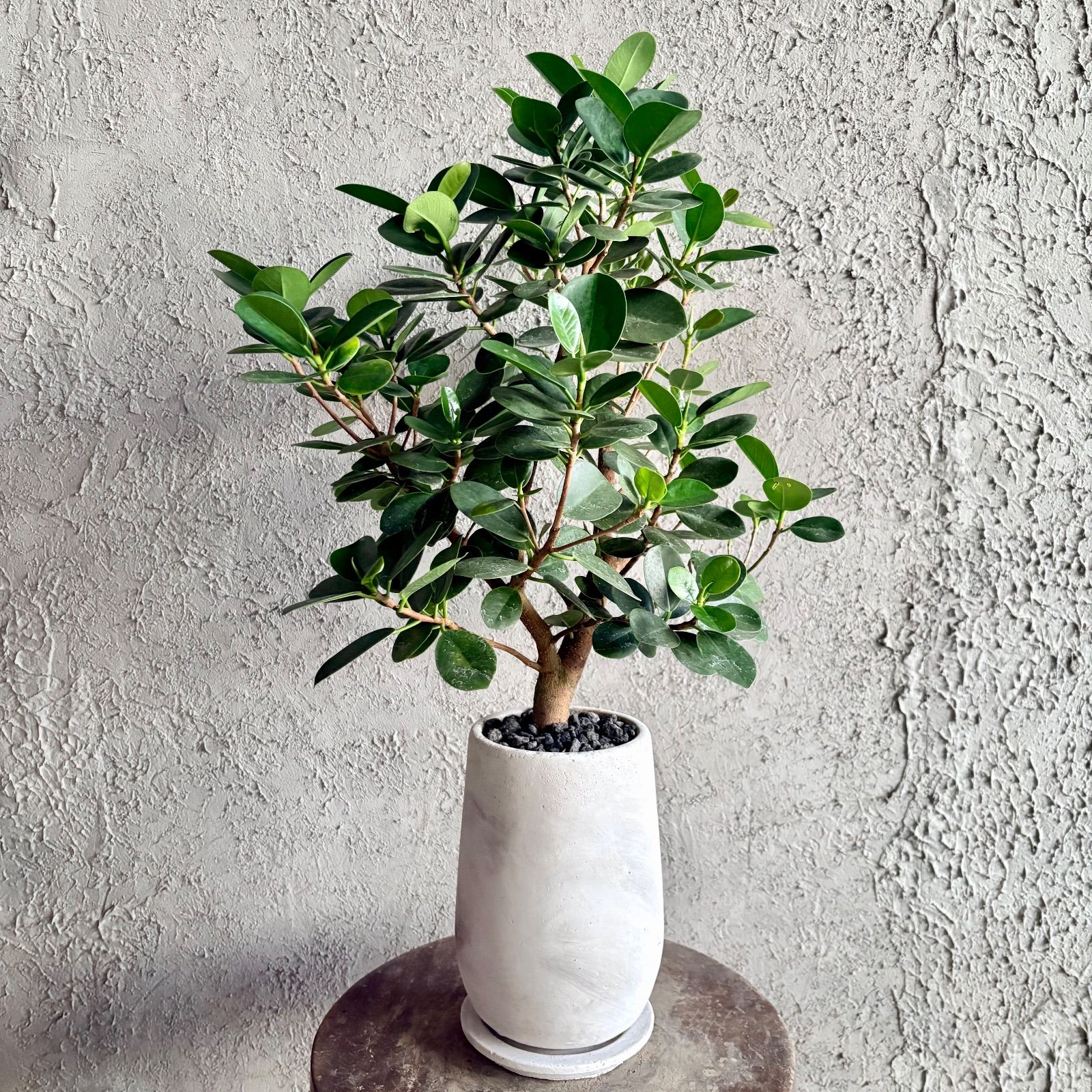 厳選された植物と鉢】希少品種 美形 パンダガジュマル 5号 テラコッタ