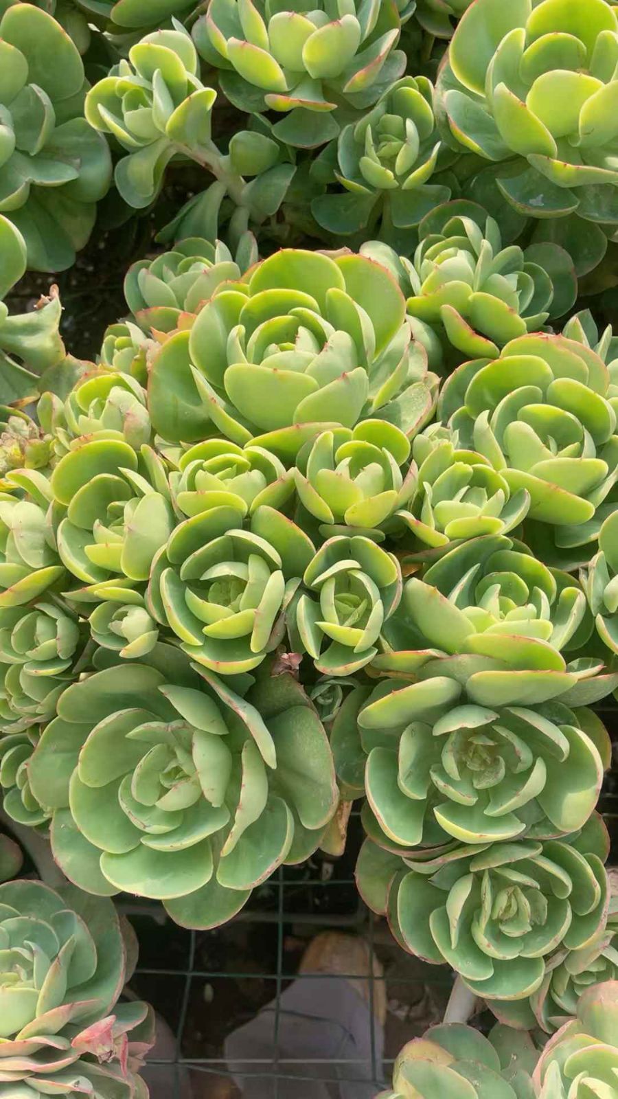 4株の抜き苗セット】アイスラブリーローズ 多肉植物 佐川急便発送