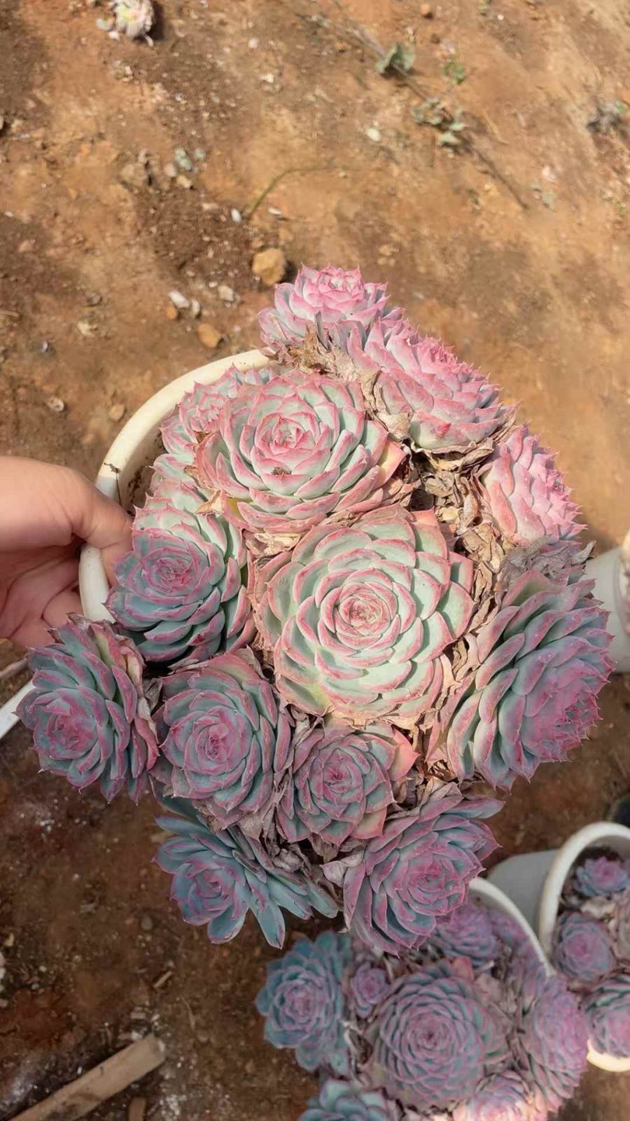 4株の抜き苗セット】粉月影 多肉植物 佐川急便発送 エケベリア 韓国苗