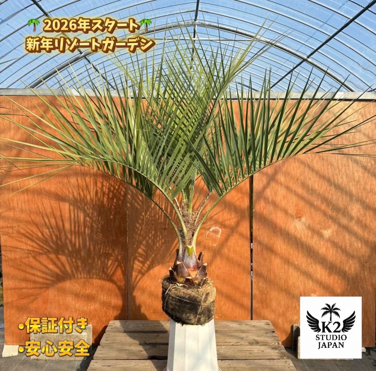 お庭がリゾートに?ココスヤシ【幹太70cm／葉先140cm】シルバーリーフ 