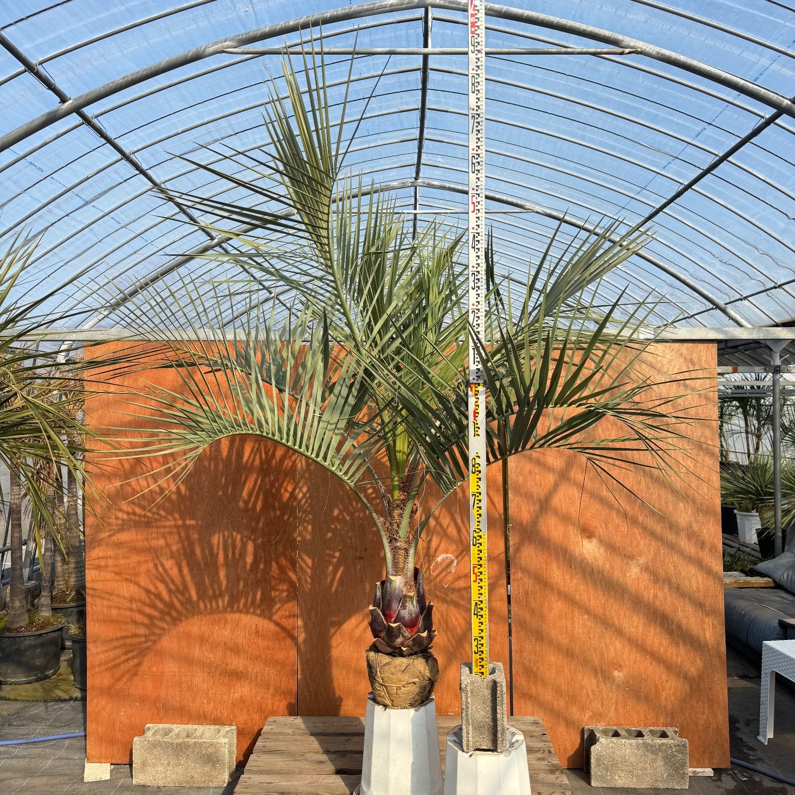 お庭がリゾートに🌴ココスヤシ【幹太60cm／葉先180cm】シルバーリーフ