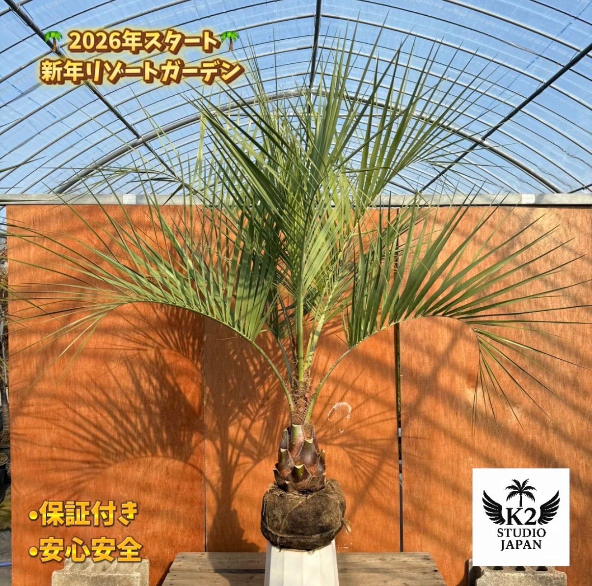 お庭がリゾートに🌴ココスヤシ【幹太60cm／葉先150cm】シルバーリーフ