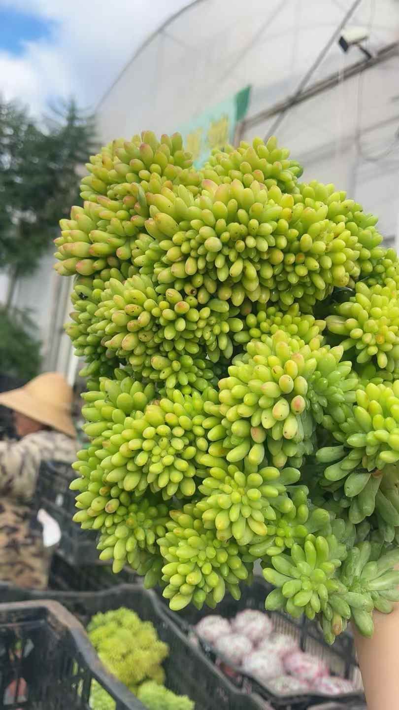 モンスター 特大株 抜き苗発送 メルカリで売れた抜き苗の梱包方法