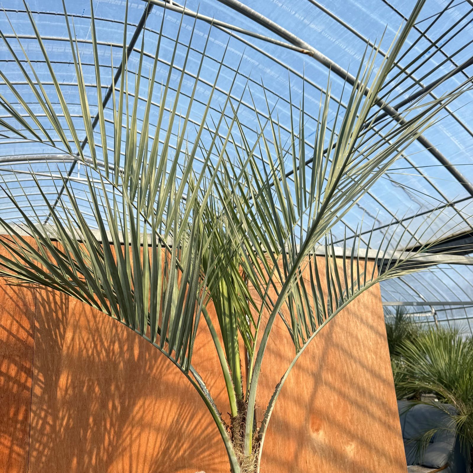 観葉植物 b*s様 ココスヤシシルバーリーフ【極太】葉先140cm幹回り60cm