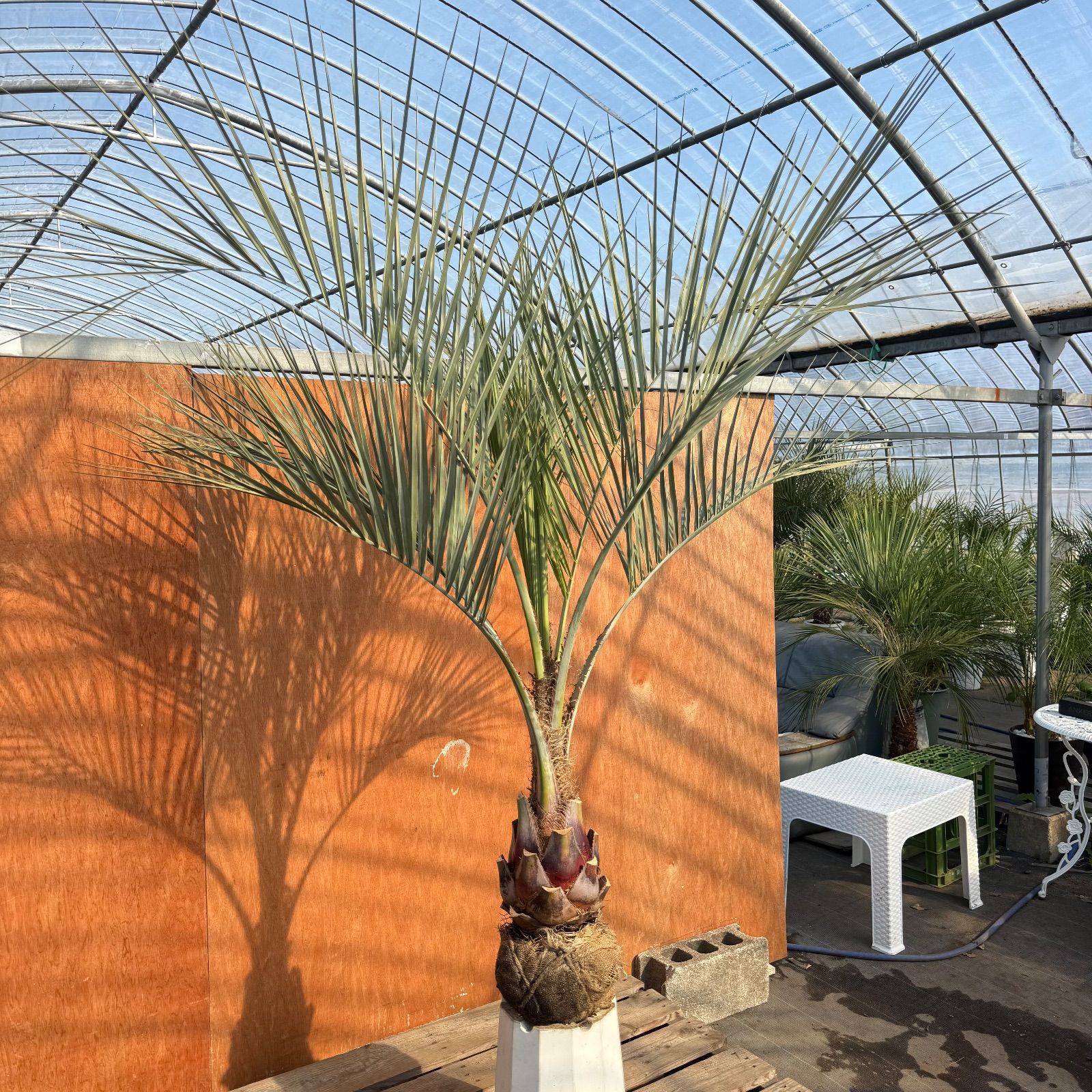 お庭がリゾートに🌴ココスヤシ【幹太60cm／葉先160cm】シルバーリーフ