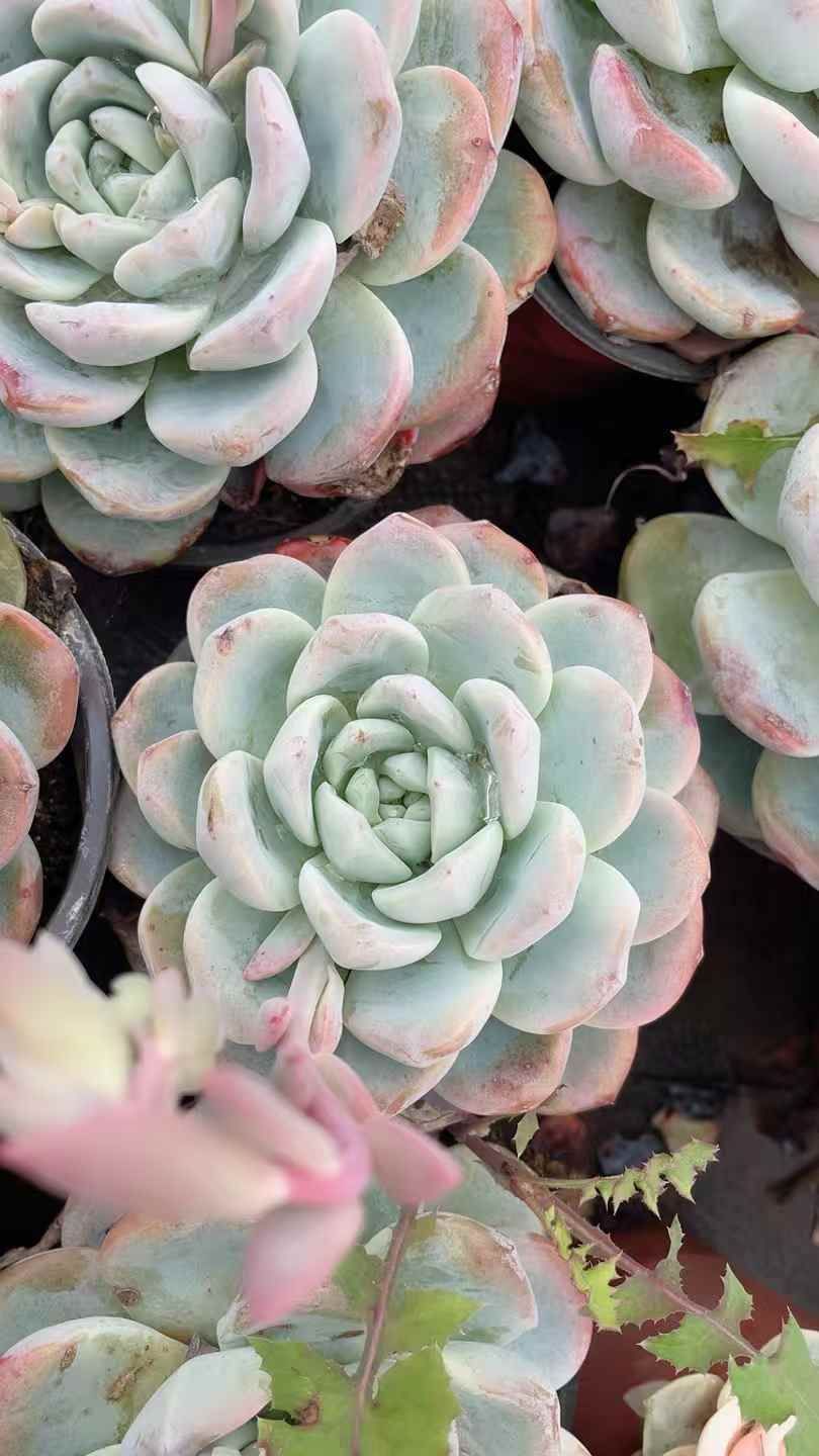 15株の抜き苗セット】アイスグリーン 多肉植物 佐川急便発送