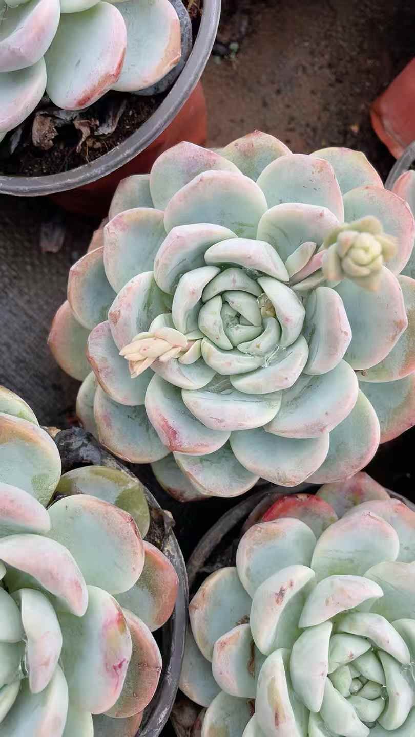 15株の抜き苗セット】アイスグリーン 多肉植物 佐川急便発送