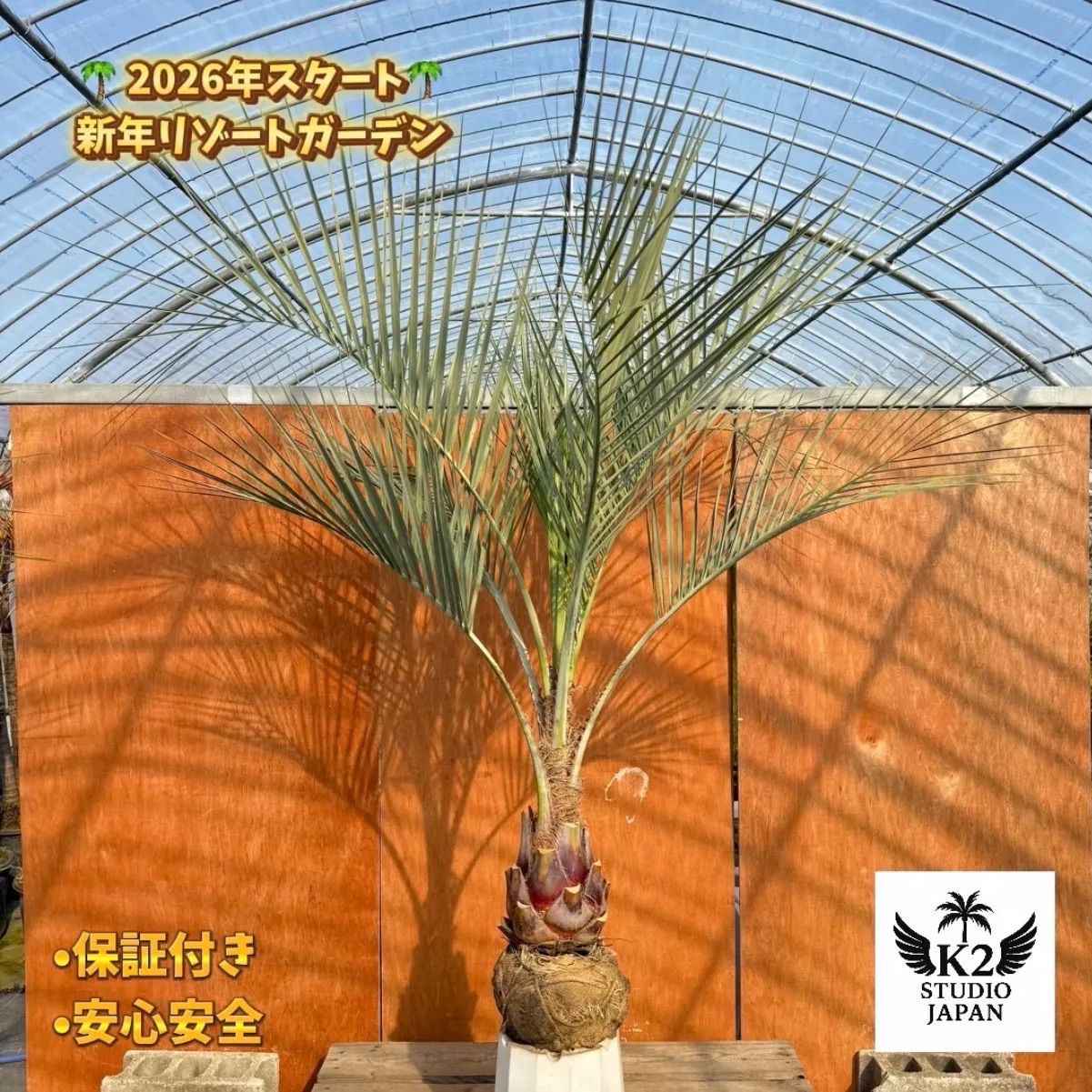 お庭がリゾートに🌴ココスヤシ【幹太60cm／葉先160cm】シルバーリーフ