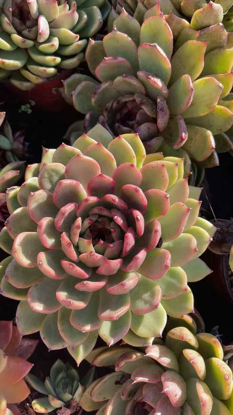 15株の抜き苗セット】ブラッククリスタル 多肉植物 佐川急便発送