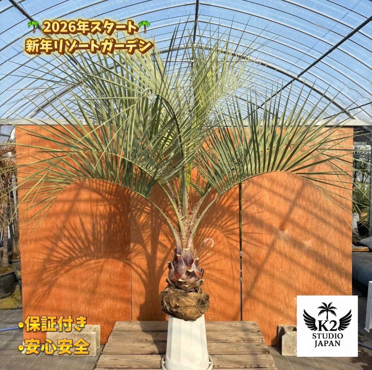 お庭がリゾートに🌴ココスヤシ【幹太70cm／葉先160cm】シルバーリーフ