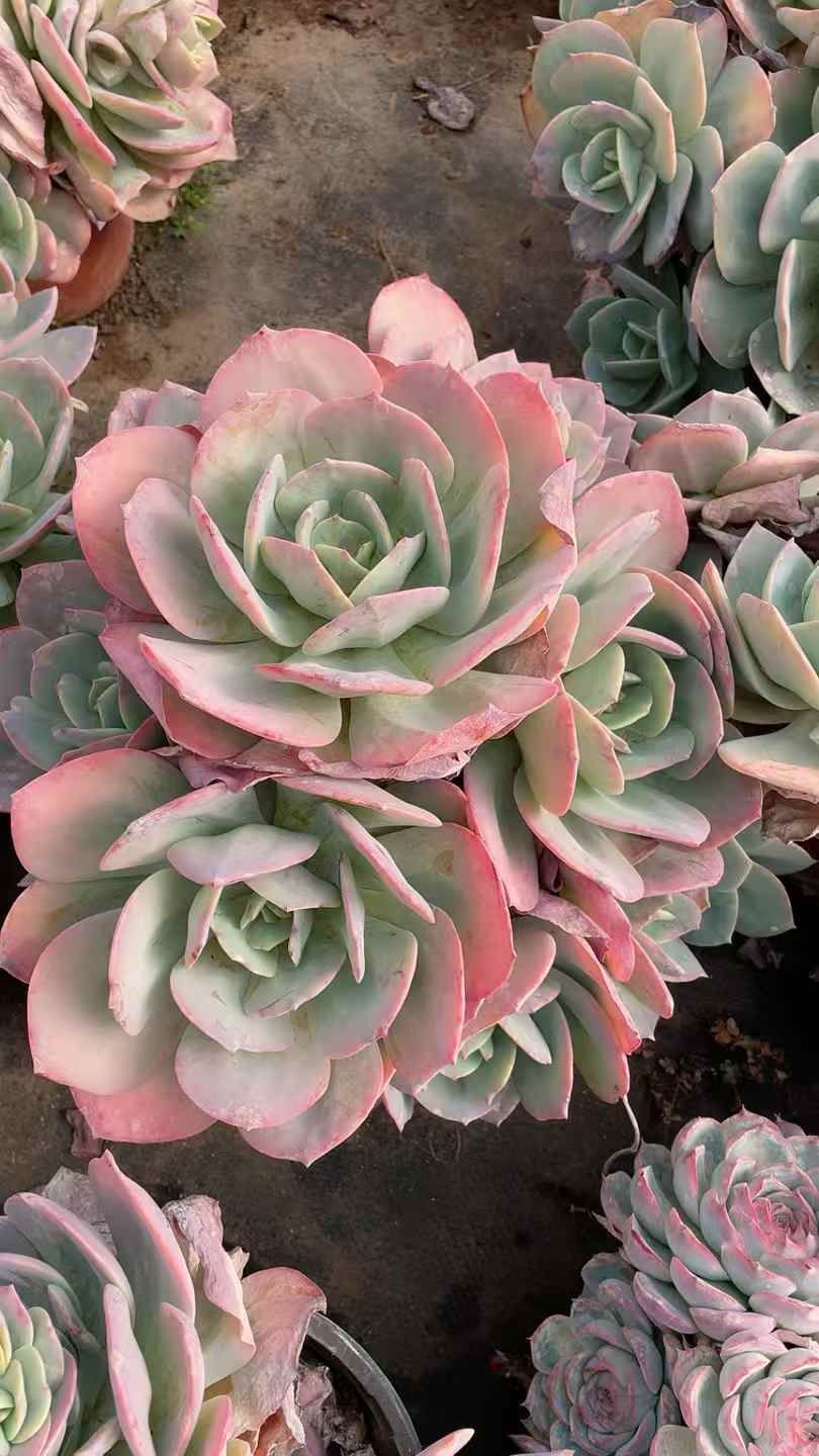 15株の抜き苗セット】白鳳 多肉植物 佐川急便発送 エケベリア 韓国苗