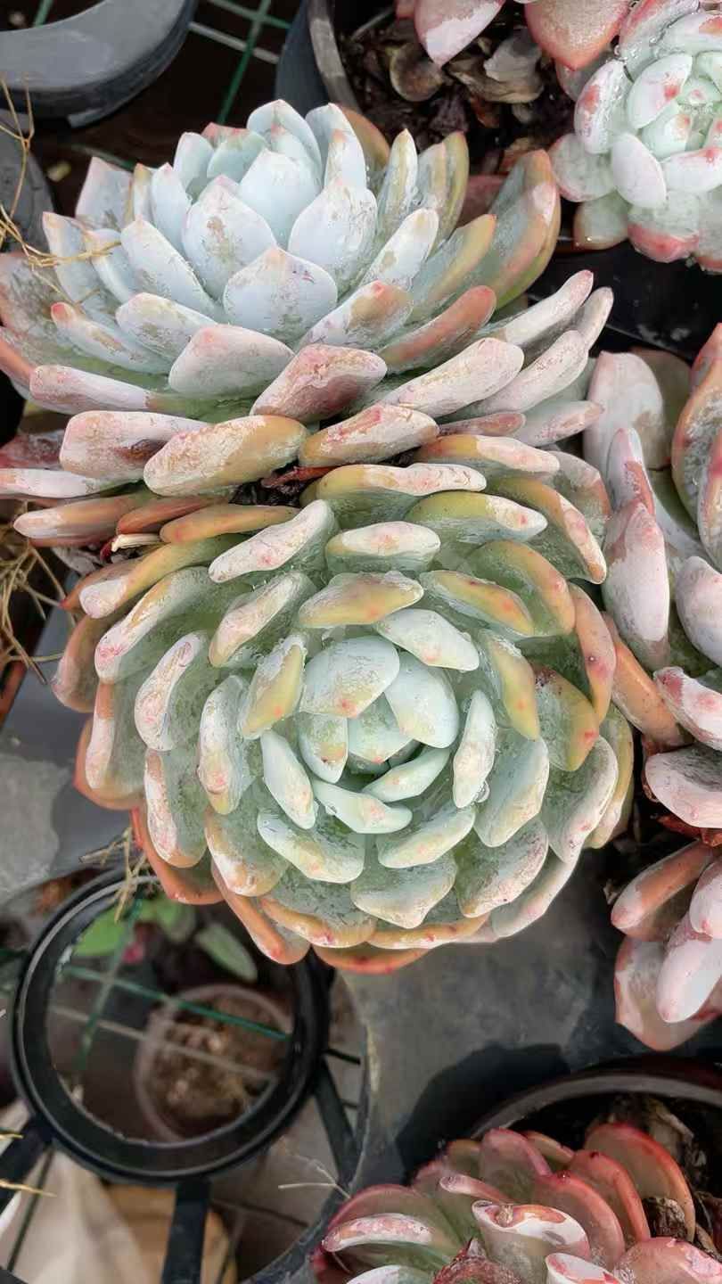 15株の抜き苗セット】オレンジモンロー2頭 多肉植物 佐川急便発送