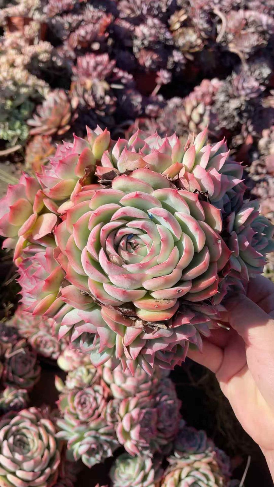 12株の抜き苗セット】粉月影多頭 多肉植物 佐川急便発送 エケベリア