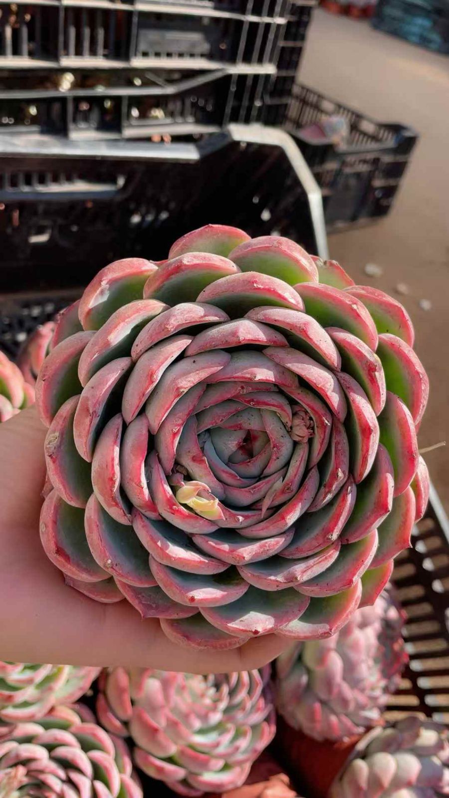 い*ご様 K1185　粉月影　70株　多肉植物 抜き苗 エケベリア 韓国苗 い*ご様 K1185 粉月影 70株 多肉植物 抜き苗 エケベリア 韓国苗 い*ご