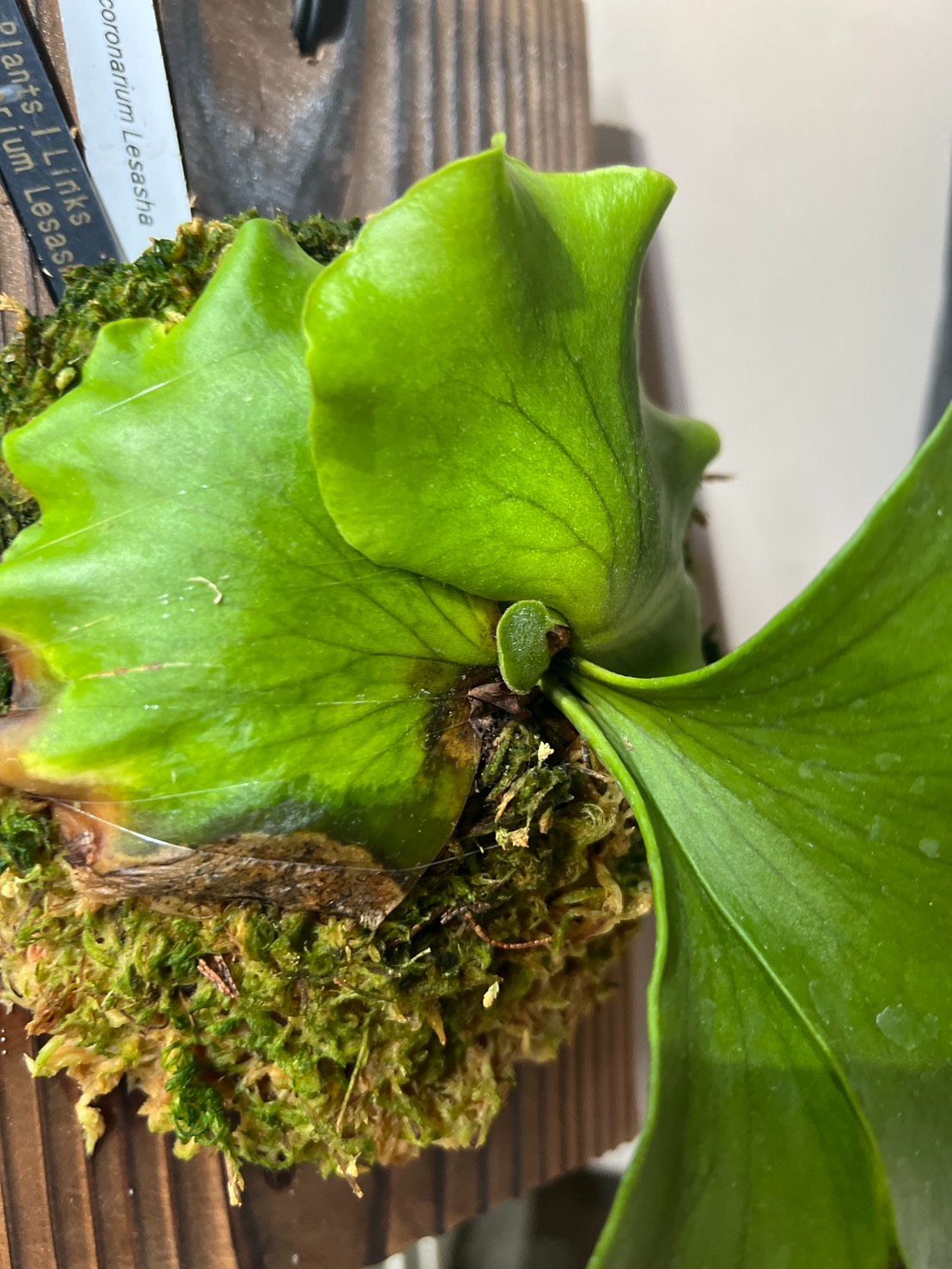 現地直買付】ビカクシダ コロナリウム レサッシャ スポア｜タイ