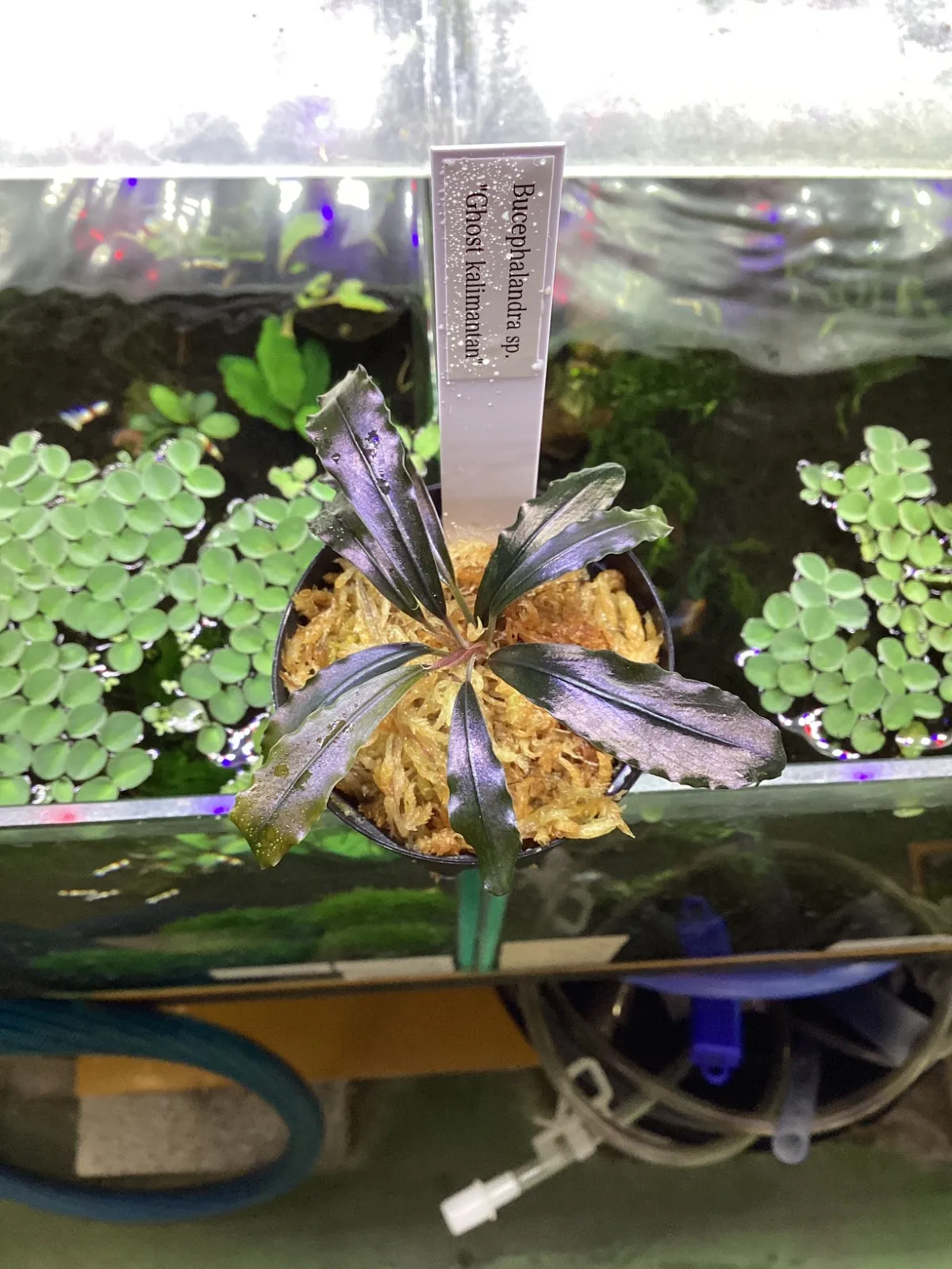 Bucephalandra sp.Ghost kalimantan大株 【公式通販】