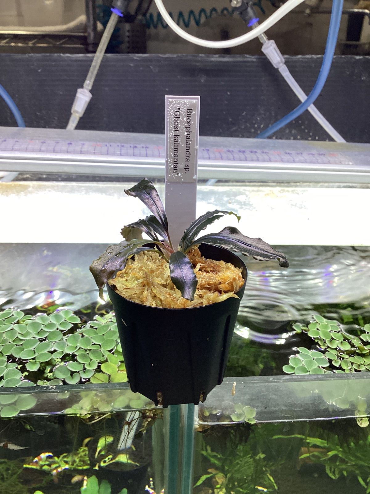 ブセファランドラ sp. ゴーストカリマンタン - メルカリ