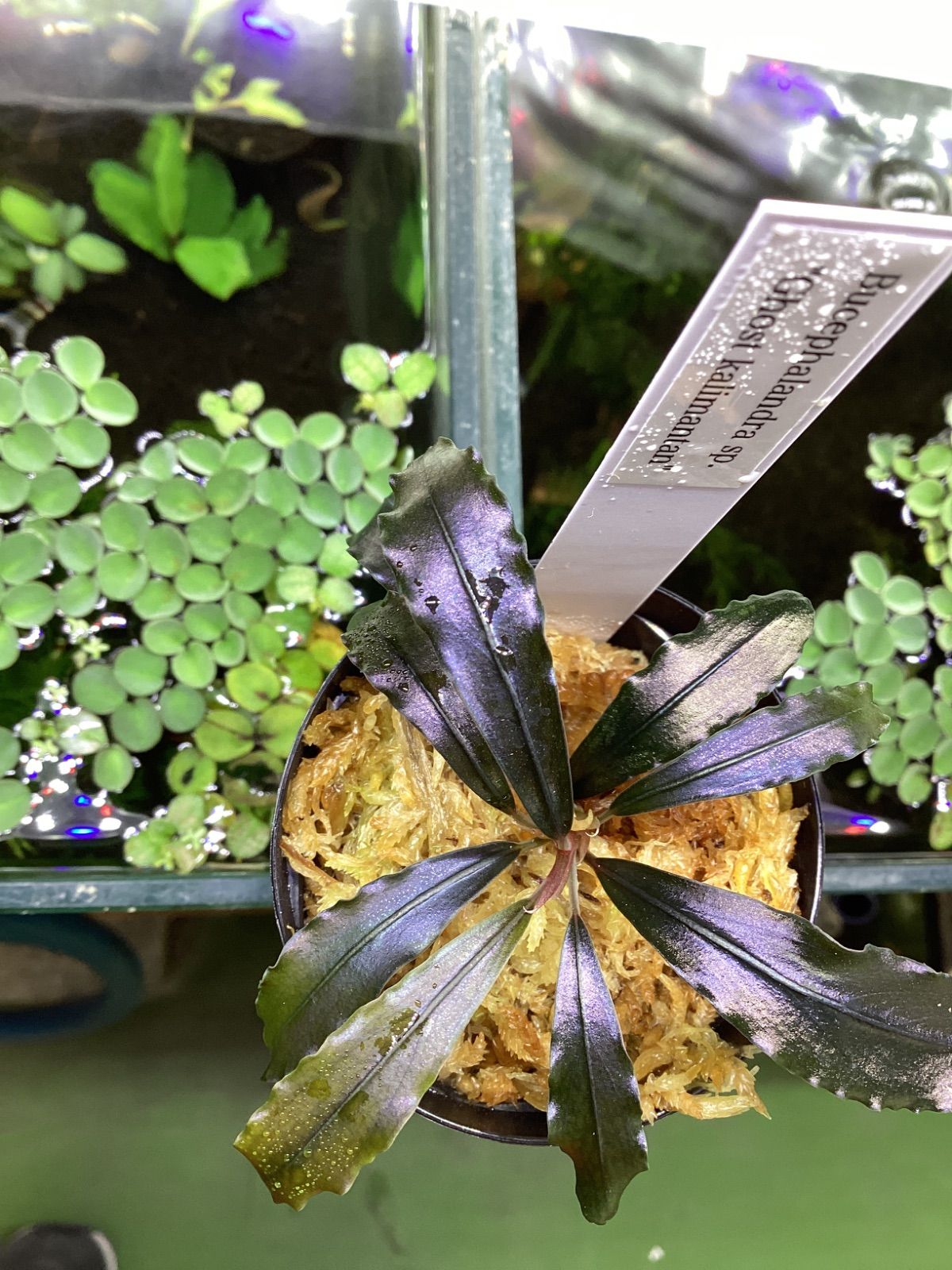 ブセファランドラ sp. ゴーストカリマンタン - メルカリ