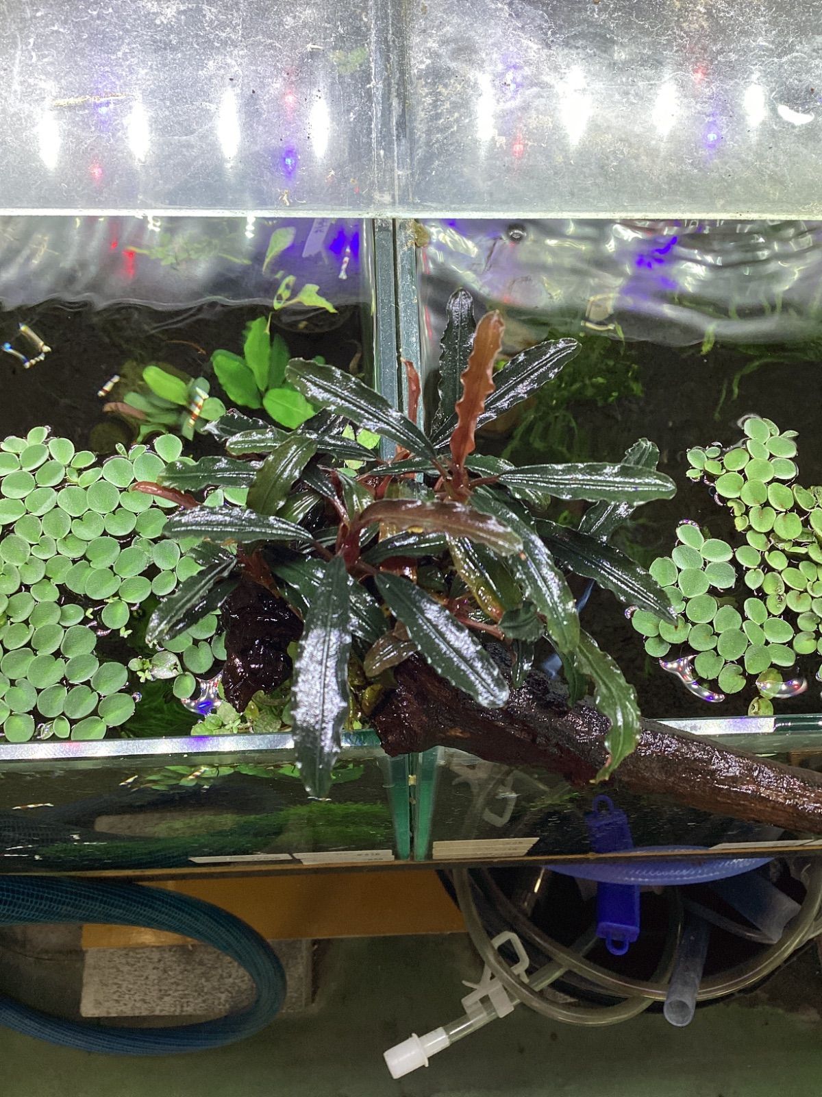 専用ゆうゆうメルカリ便ブセファランドラ クダガン 約30株くらい