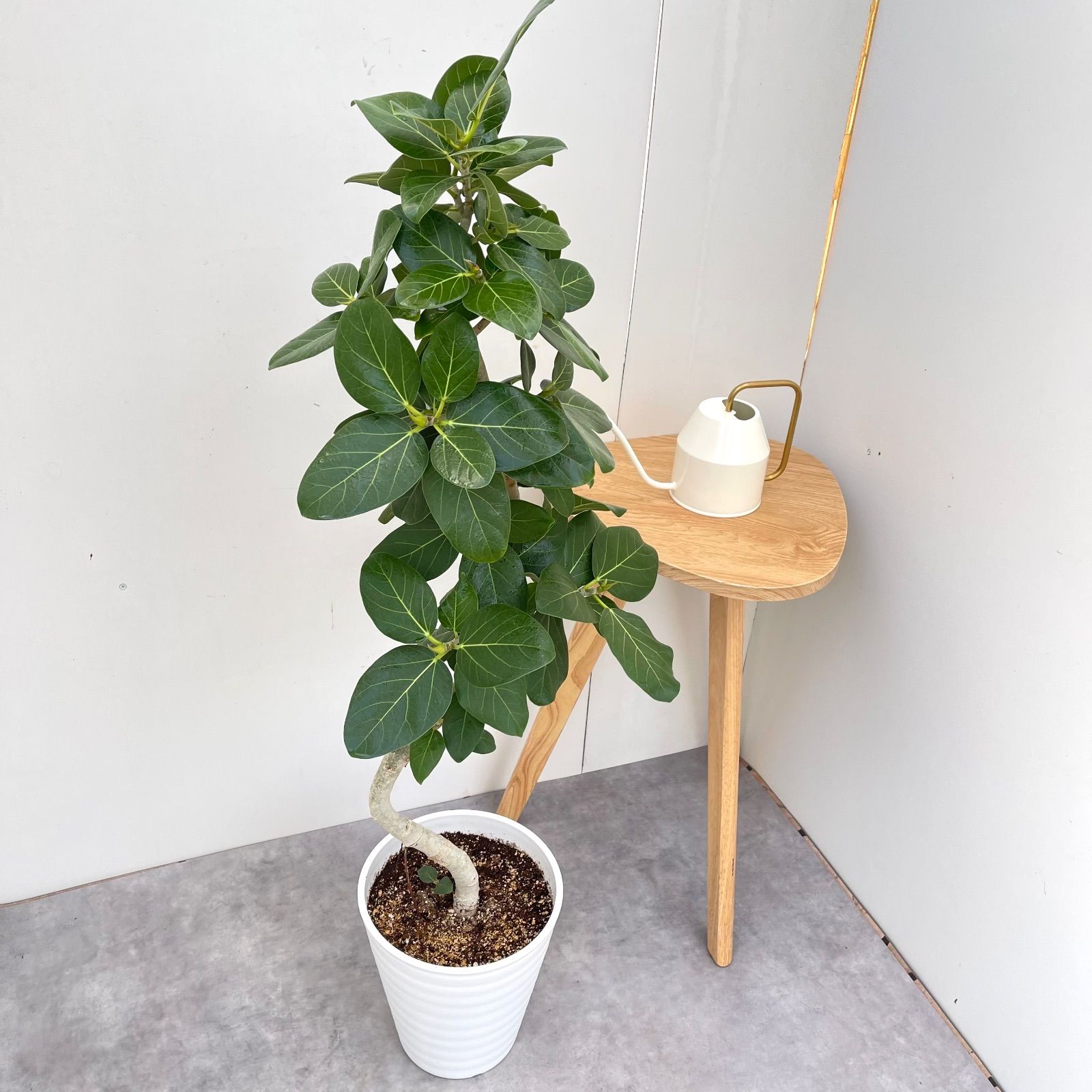フィカス ベンガレンシス 曲がり 9 観葉植物 大型 室内現品］☆人気
