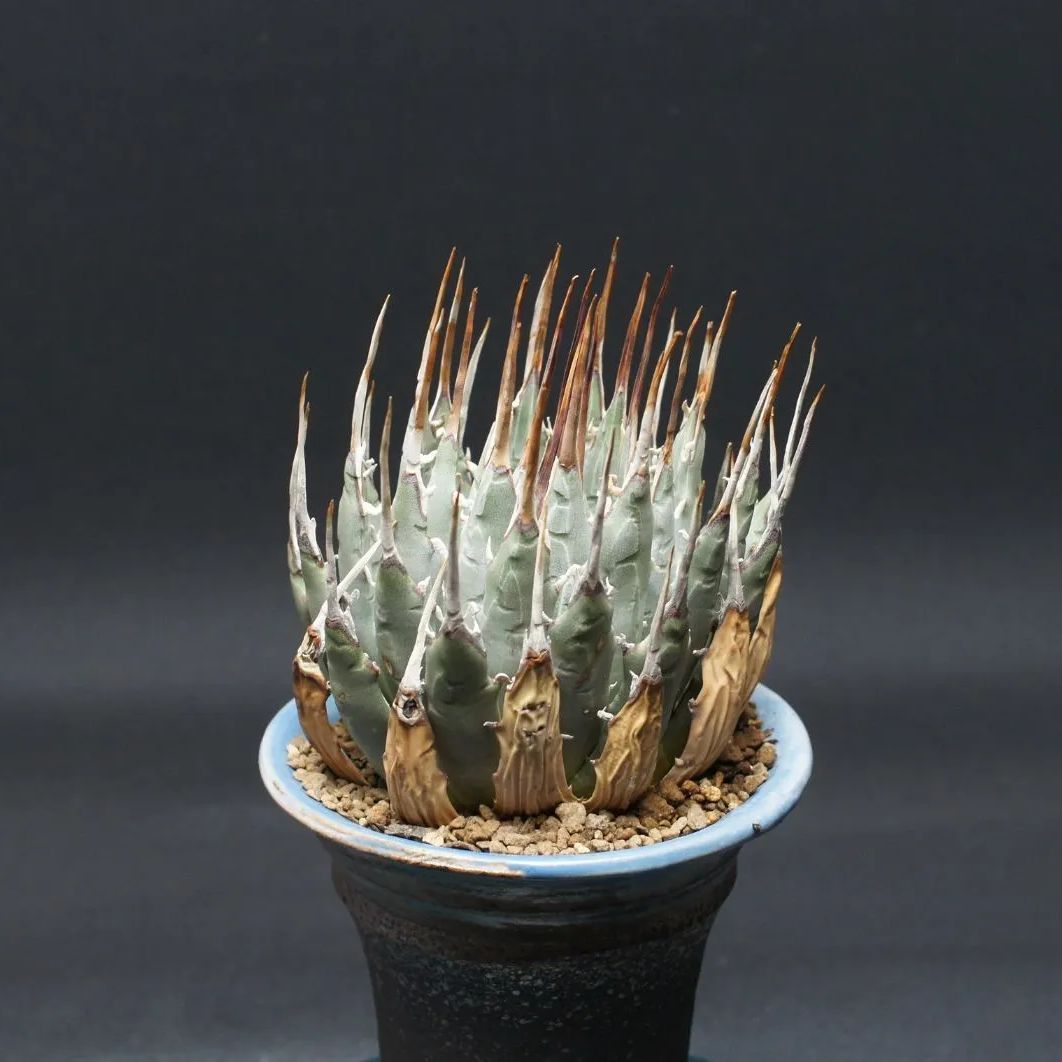 Z3 Agave アガベ ユタエンシスエボリスピナ コンパクタ アガベ ユタ