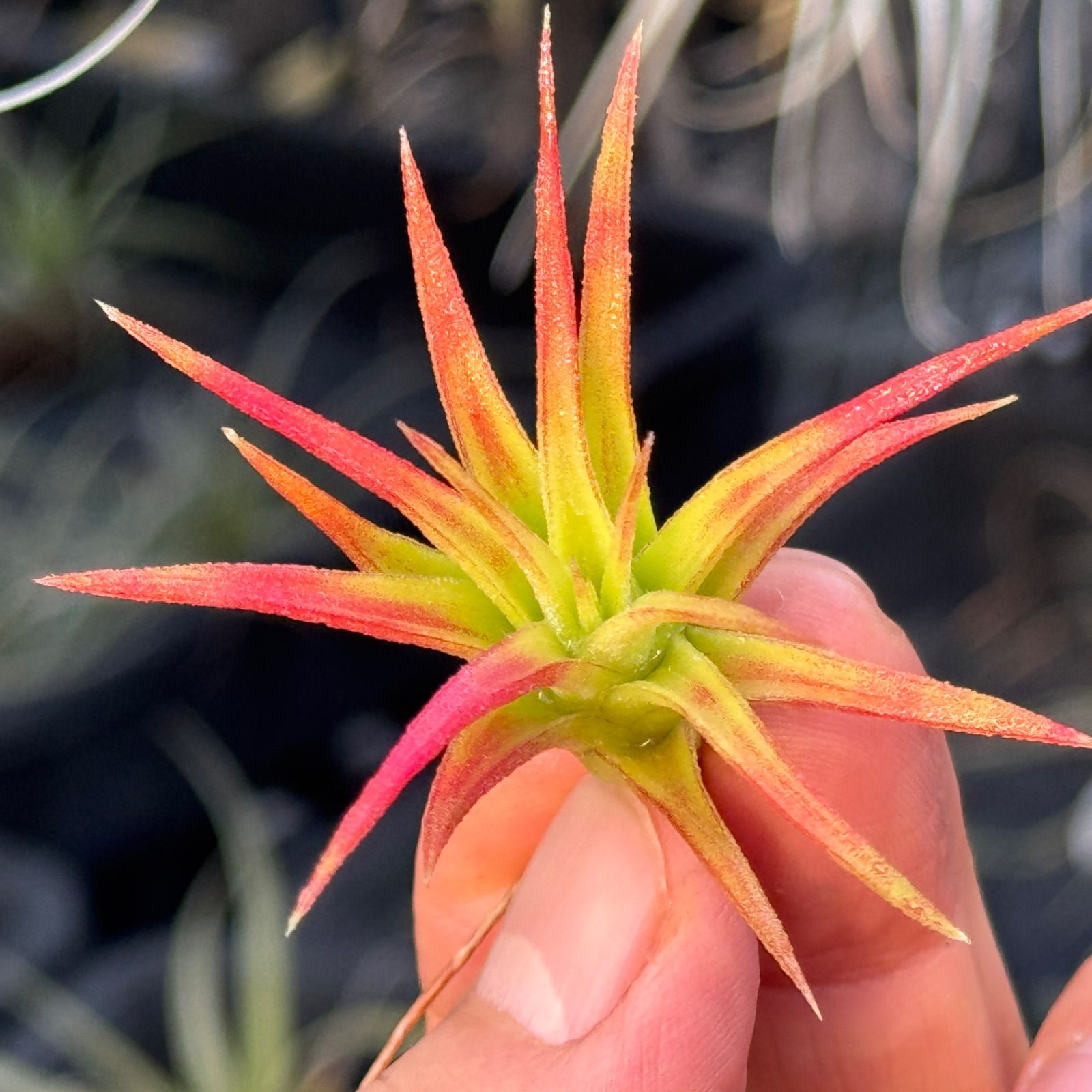 現品＊ 低温下で紅葉進行中＊ チランジア イオナンタ バンハイニンギー