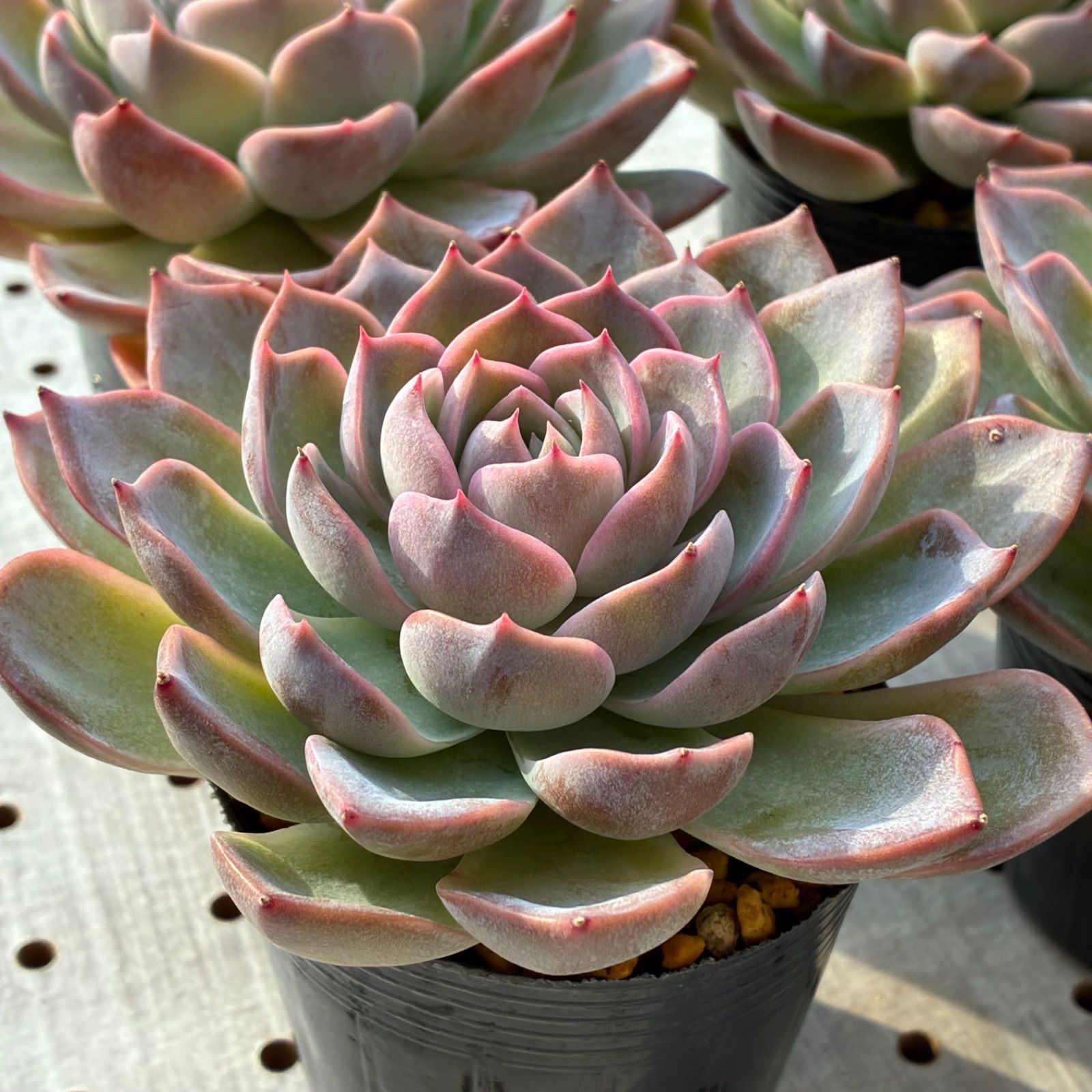 ピンクリップスティック（大苗） 多肉植物 エケベリア 韓国苗1苗