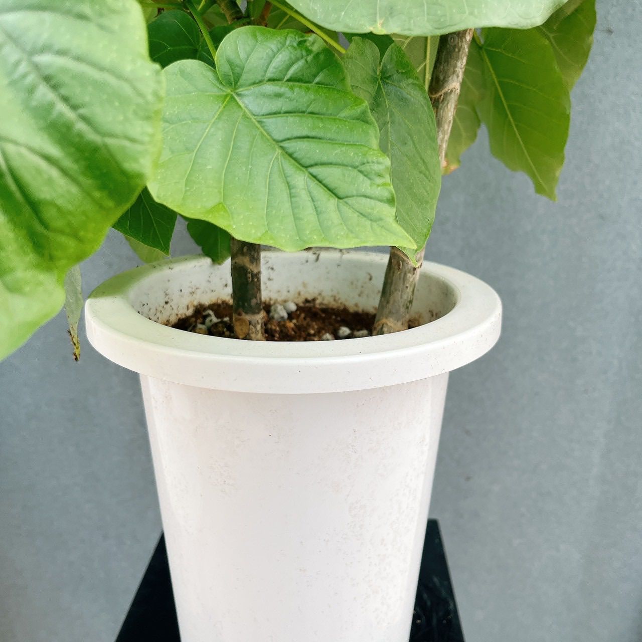 現品］♡かわいい♡ 27番 フィカス ウンベラータ 曲がり 7号 観葉植物