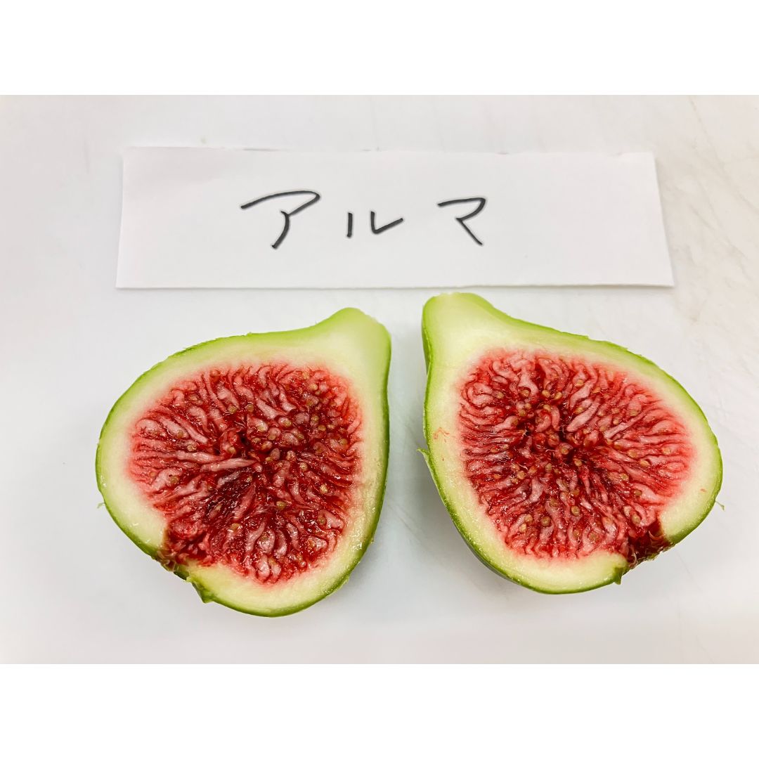 イチジク穂木　お問合せ　NO2 お得セット！イチジク 穂木 計6本 - メルカリ