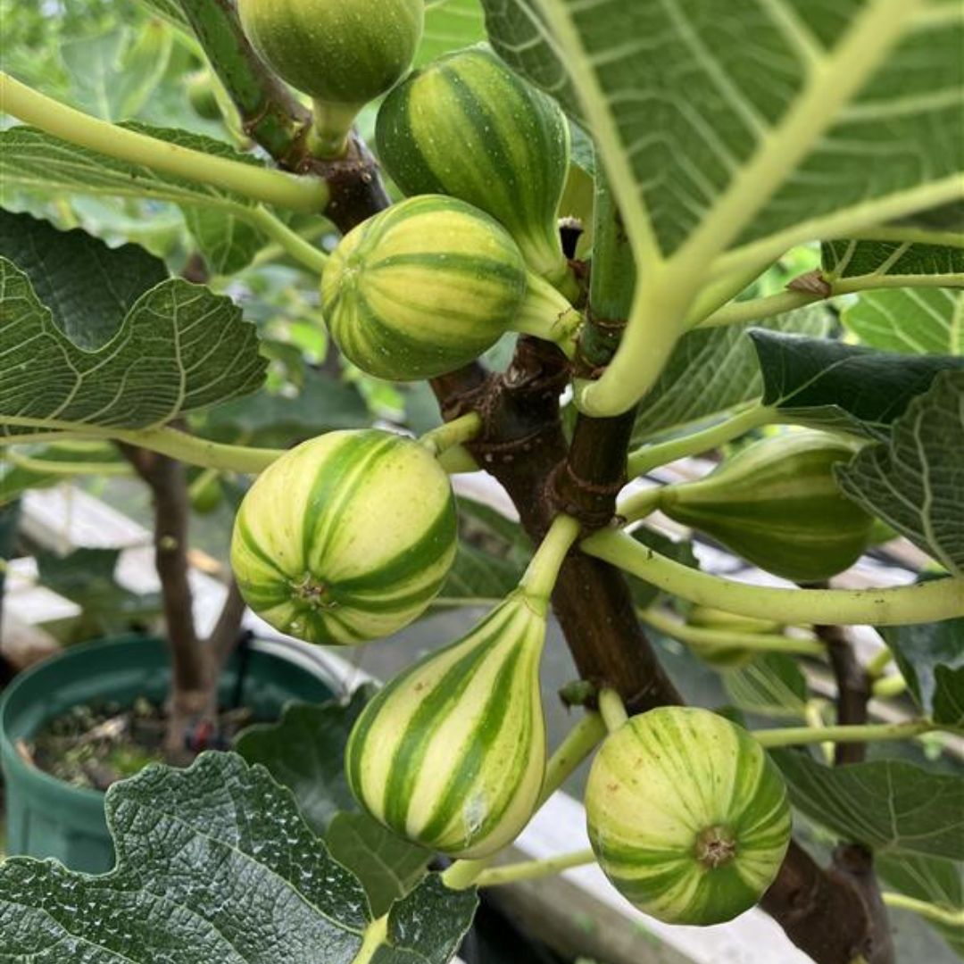 お得セット！イチジク 穂木 計6本 - メルカリ