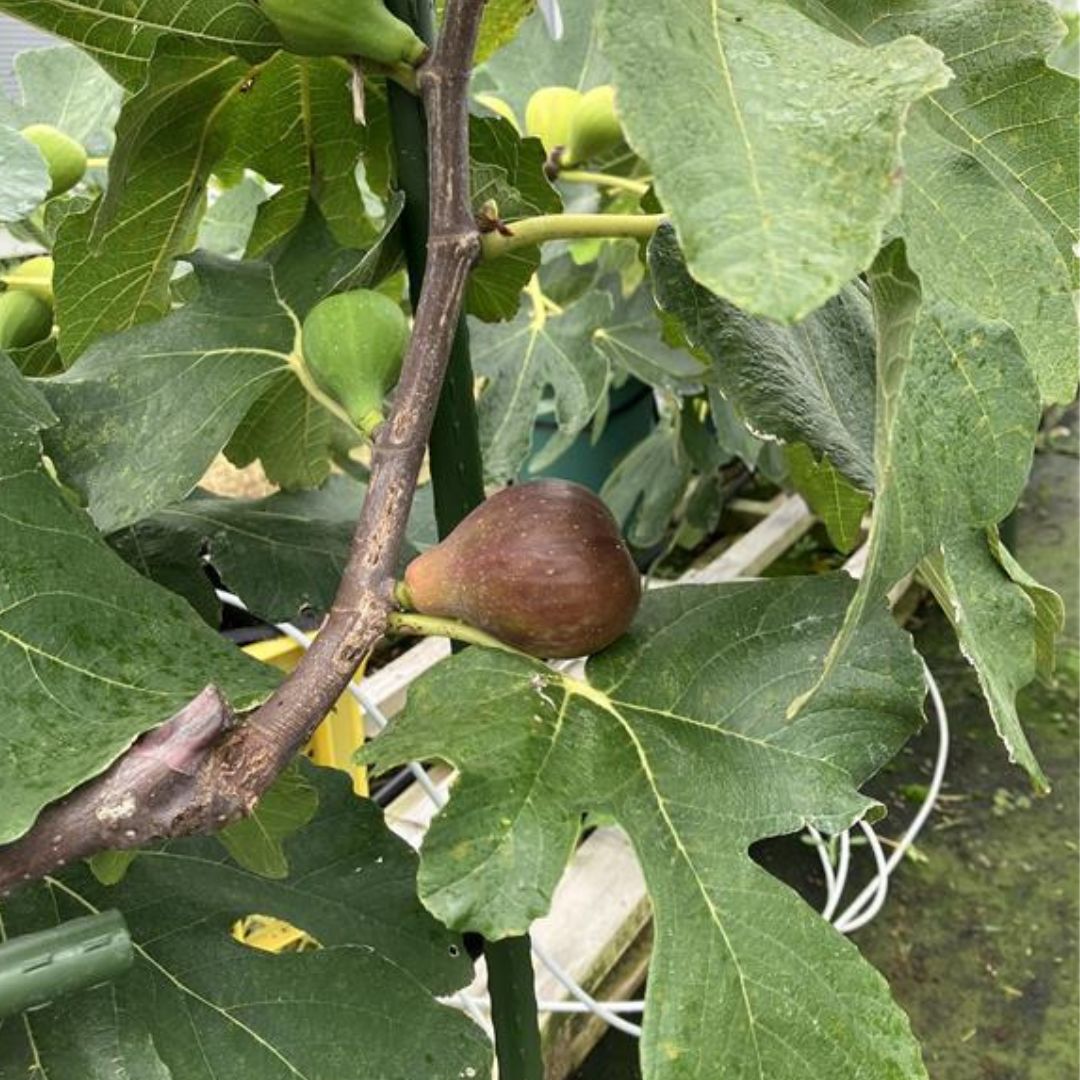 お得セット！イチジク 穂木 計6本 - メルカリ