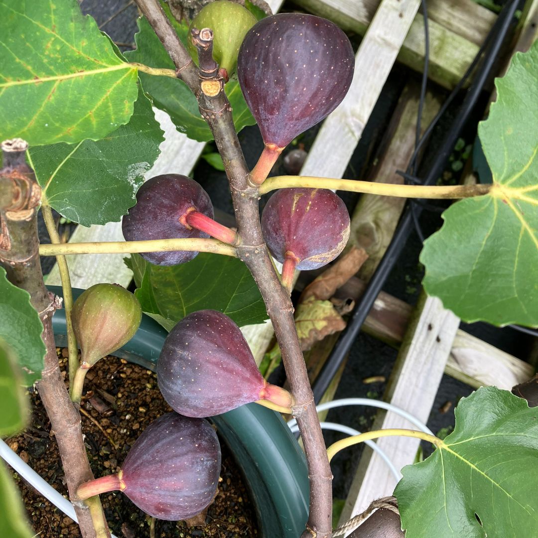 超絶お得！超超超レアイチジク穂木5本セット お得セット！イチジク 穂木 計6本 - メルカリ