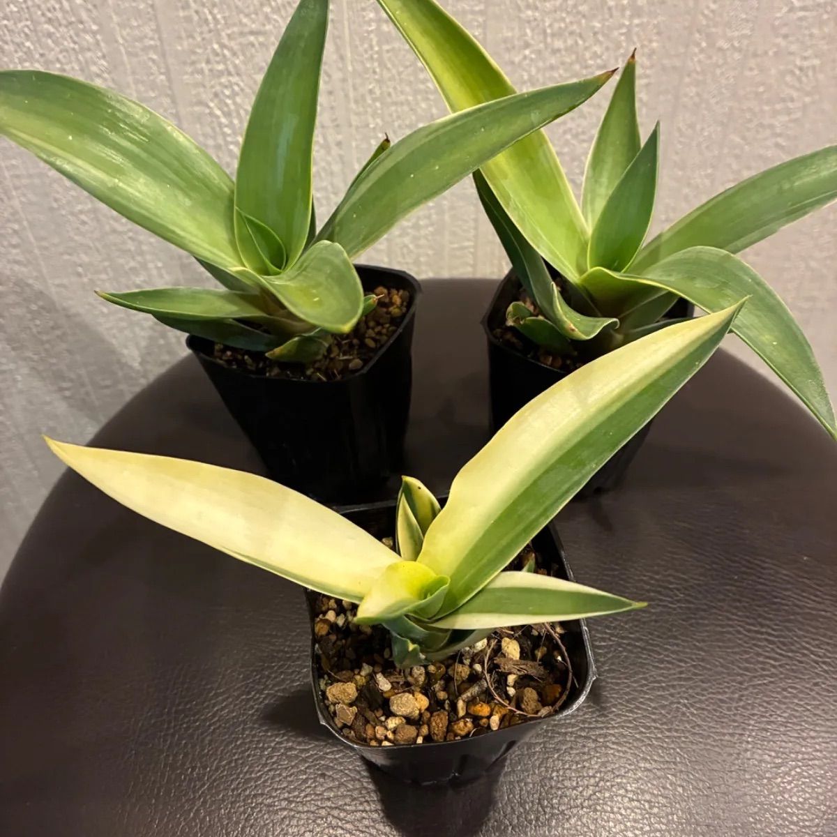 斑入り アガベ ベネズエラ 花子3株セット - メルカリ