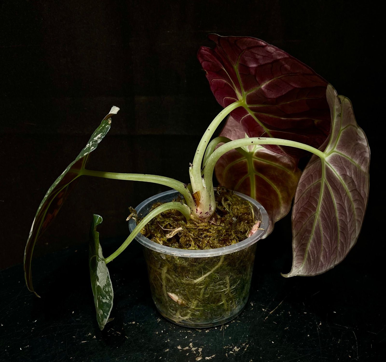 Alocasia Black Velvet Pink Variegatedアロカシア ブラックベルベット