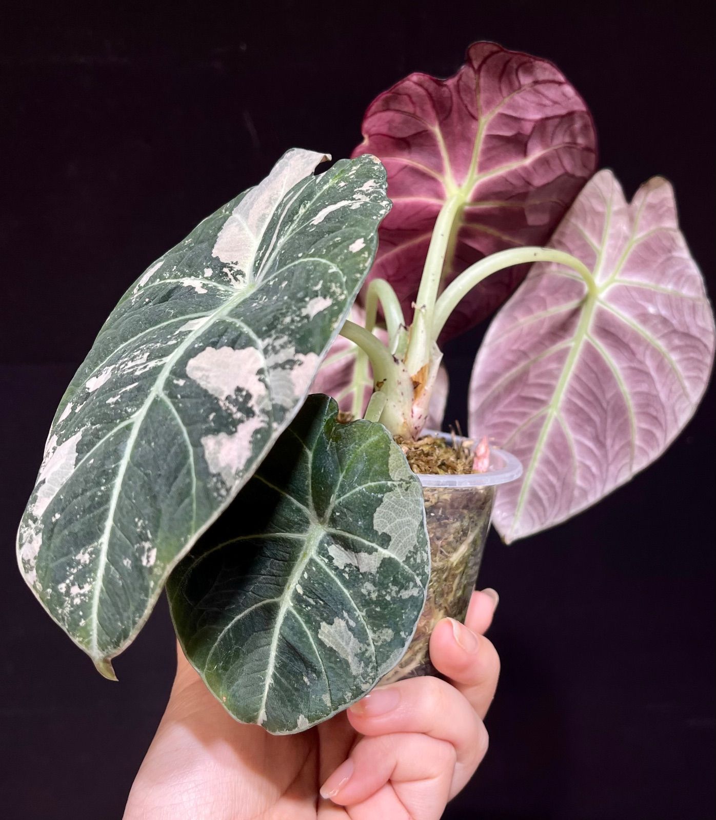 Alocasia Black Velvet Pink Variegatedアロカシア ブラックベルベット