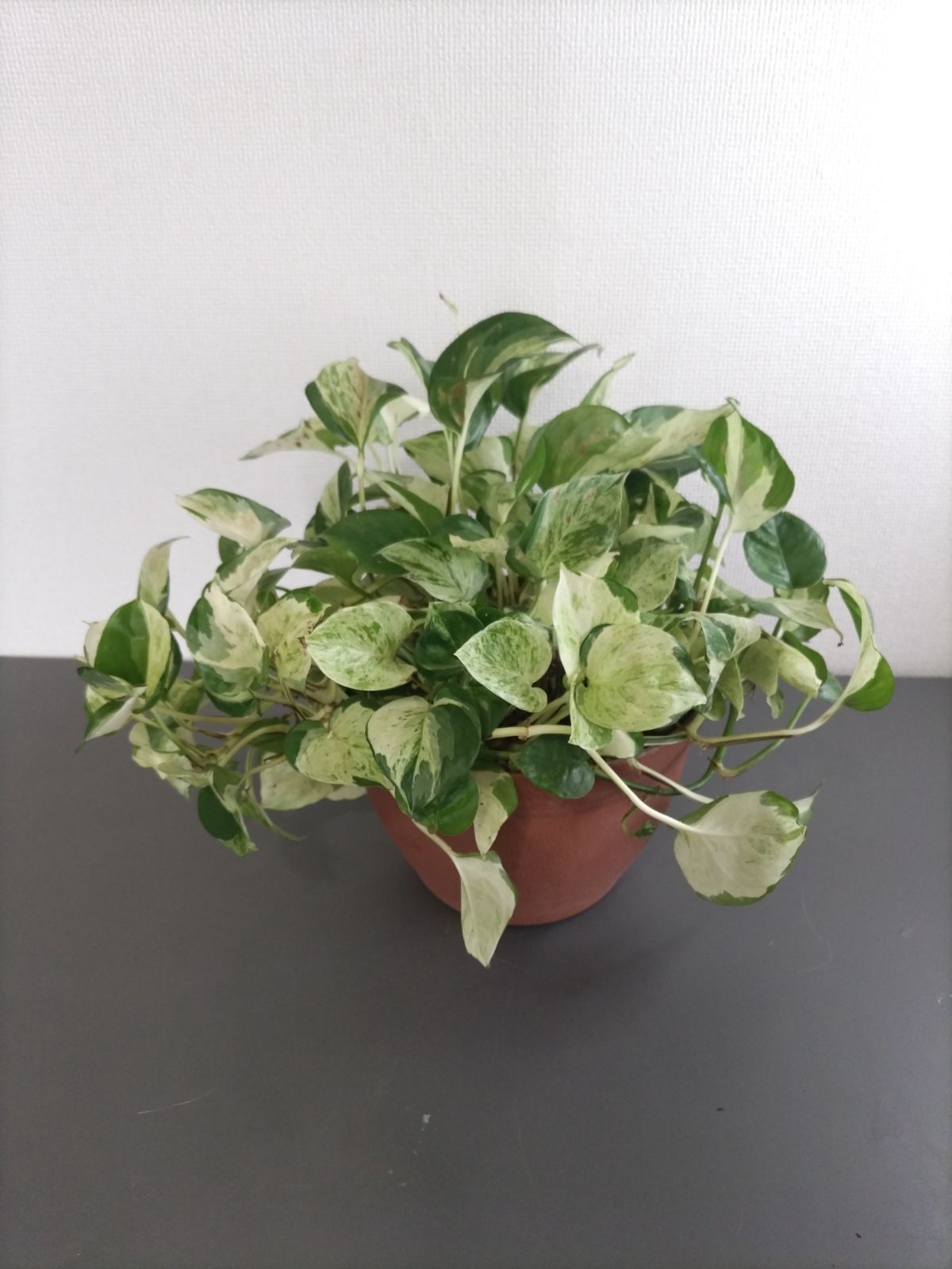 観葉植物 ポトス ステータス