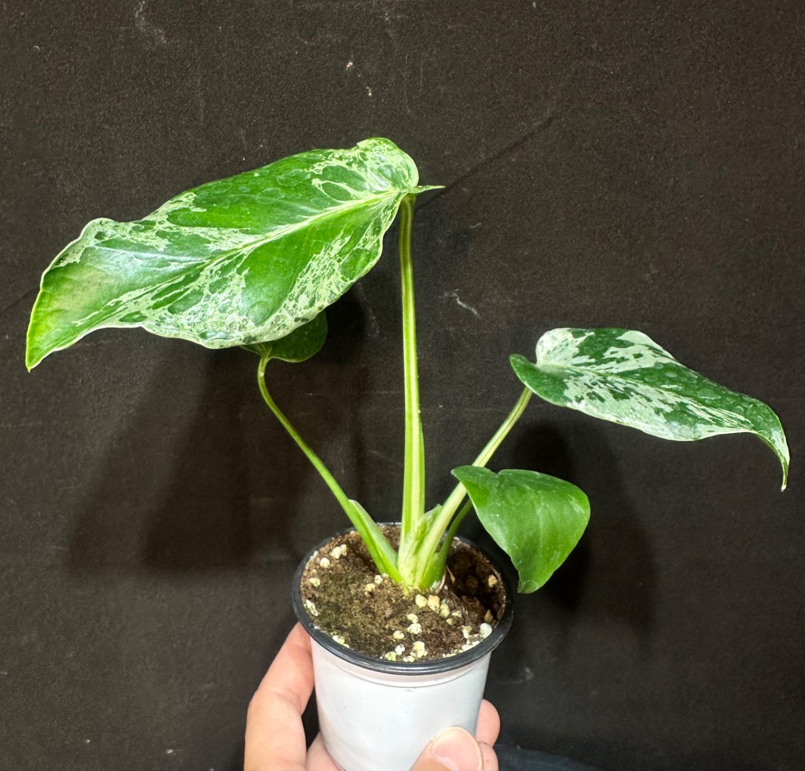 モンステラデリシオーサバルバソウルMonstera Bulbasaur - メルカリ