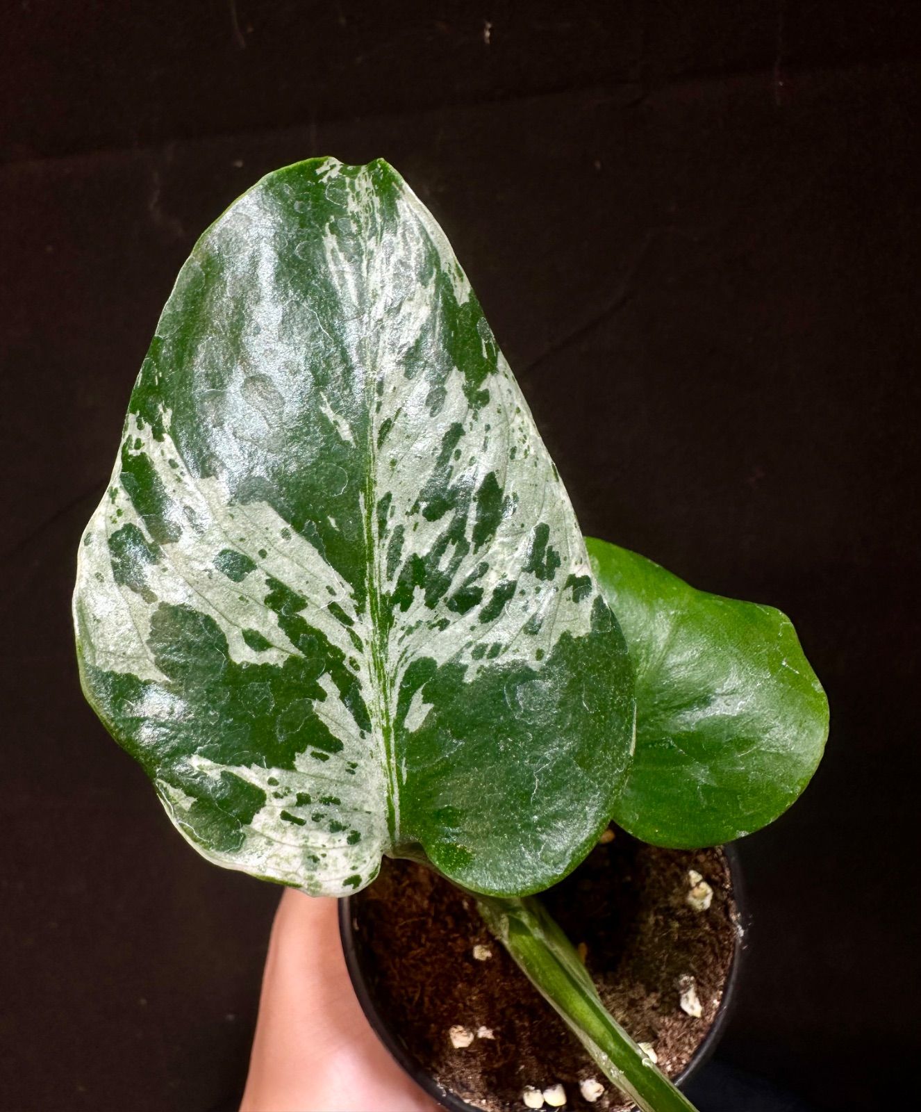 モンステラデリシオーサバルバソウルMonstera Bulbasaur - メルカリ