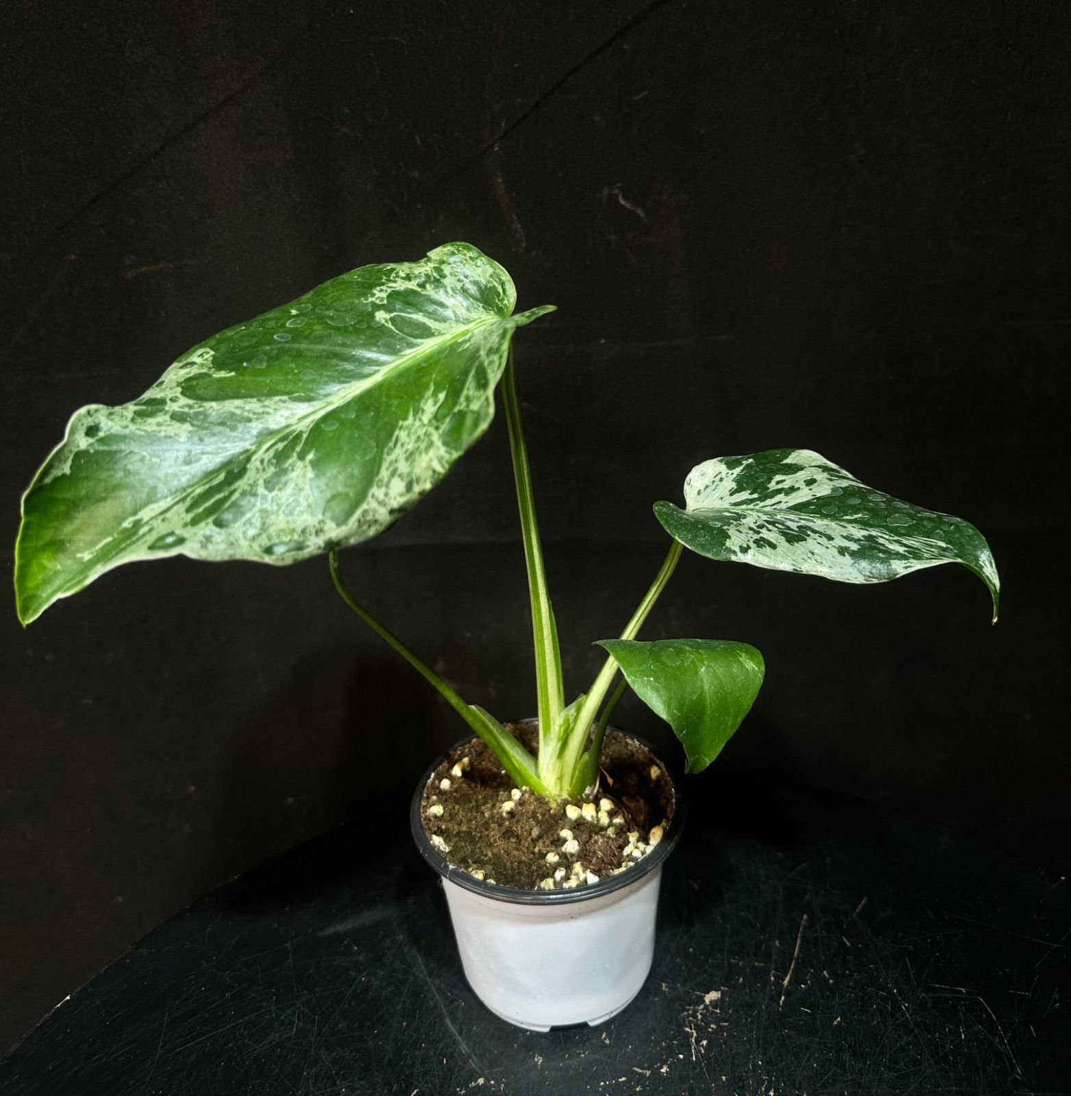 モンステラデリシオーサバルバソウルMonstera Bulbasaur - メルカリ